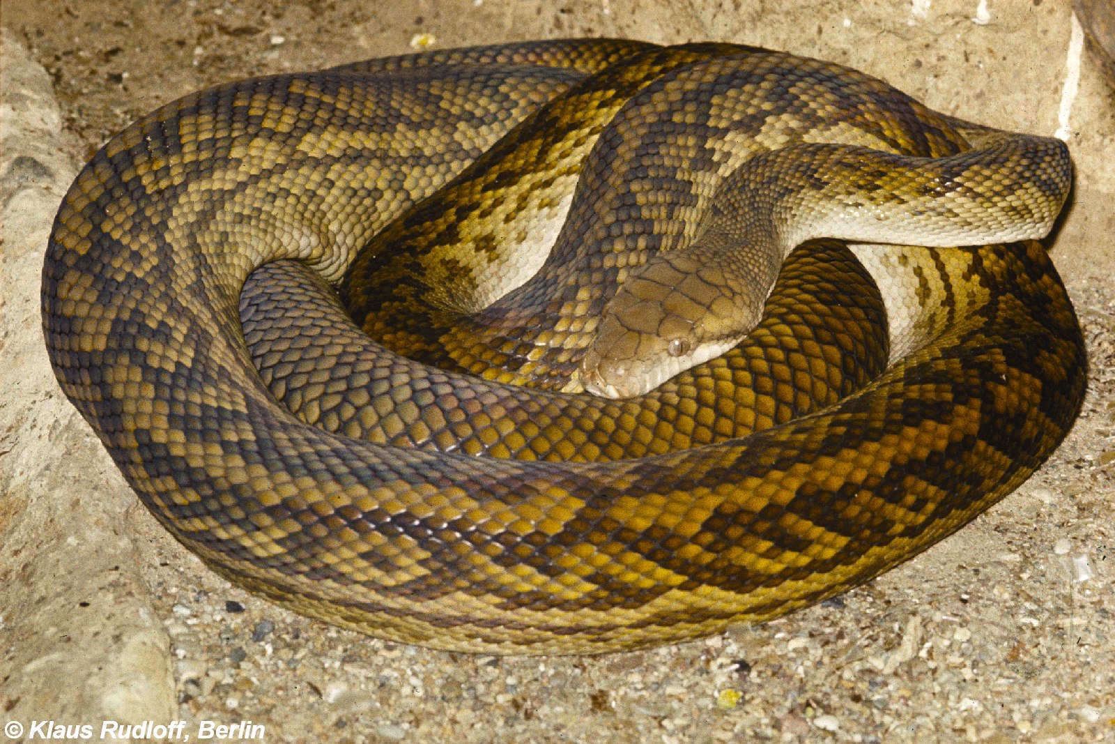 Snakes are longer. Simalia amethistina. Аметистовый питон.
