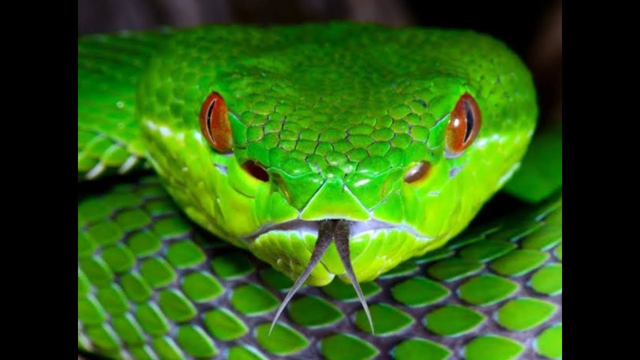 Зеленая змейка. Зеленая мамба (Африканский изумрудный гигант). Смарагдовый полоз. Смарагдовый полоз зеленый. Зелёная мамба змея.