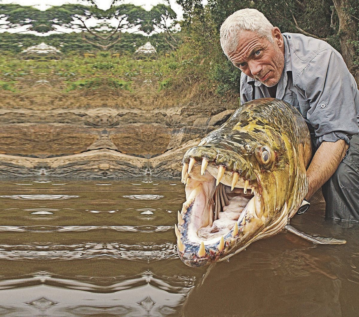 Нападения рыба. Тигровая рыба Голиаф.
