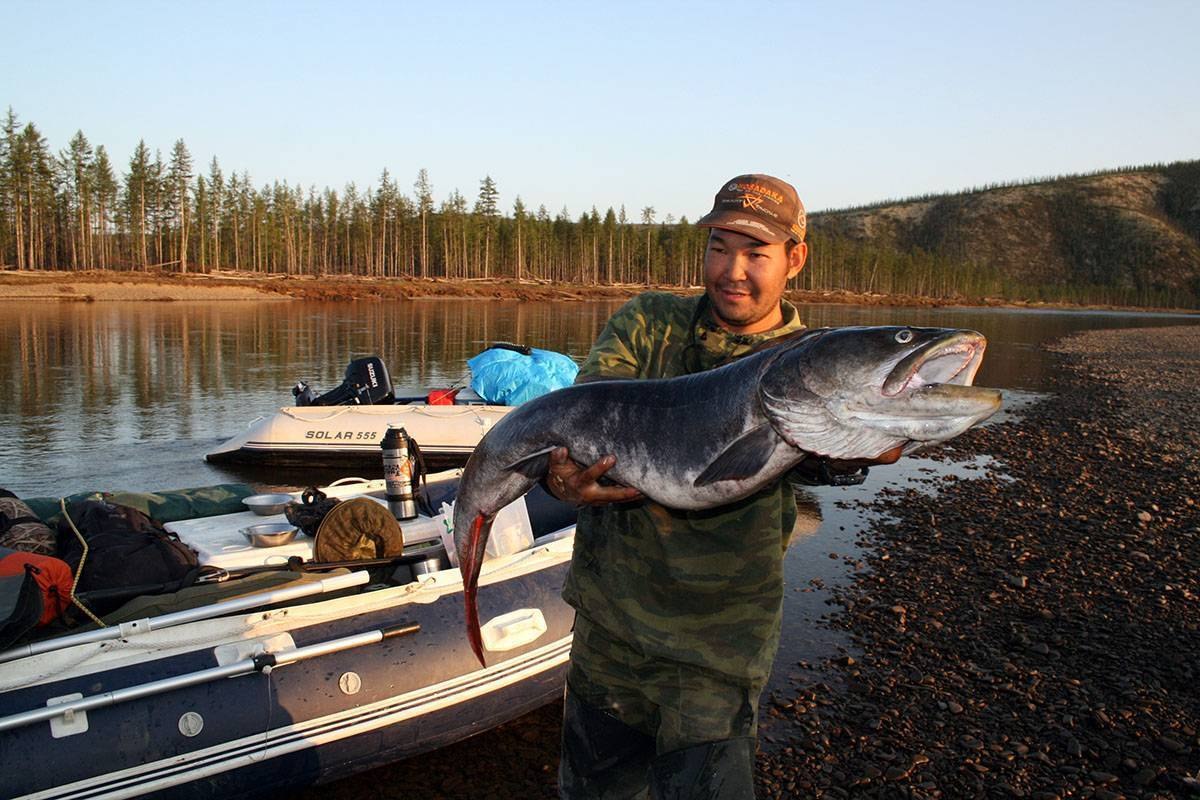 Рыбалка на леня. Рыбалка на тайменя в Якутии. Таймень 30 кг. Таймень рыба Якутия. Таймень 80 кг.