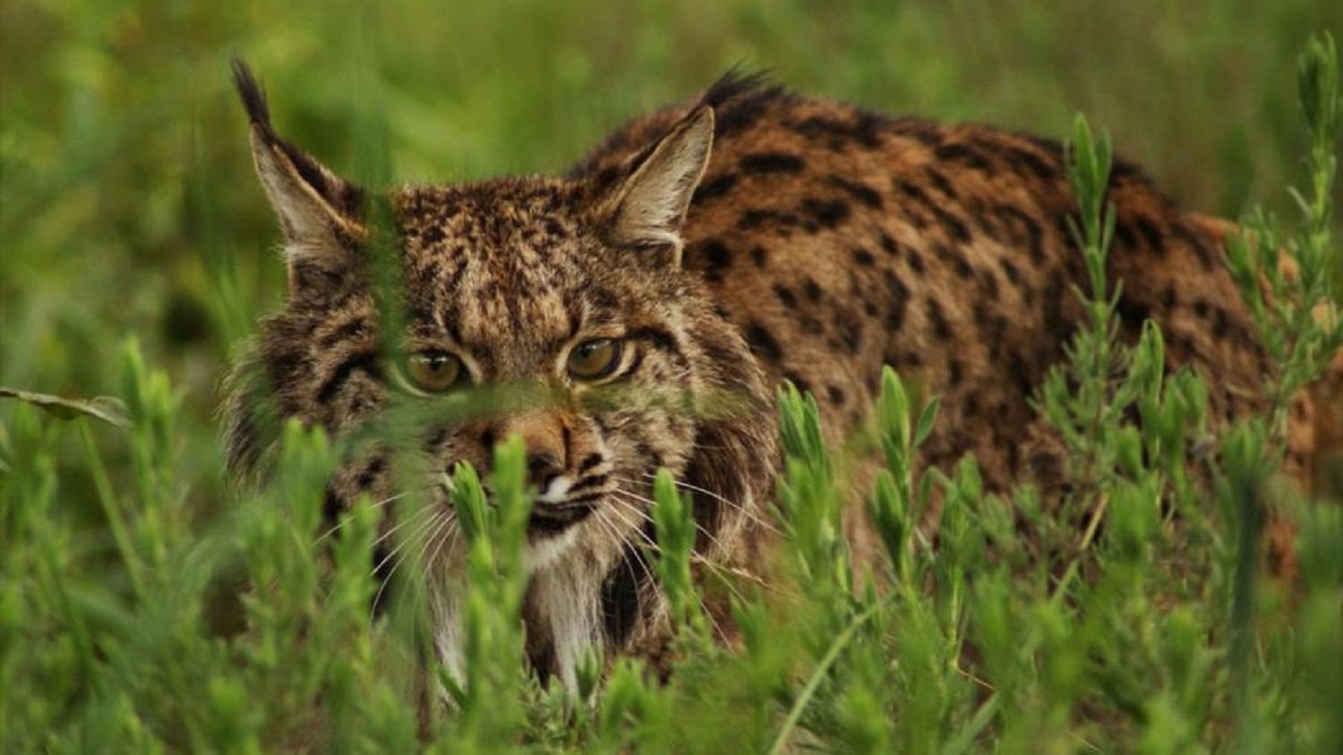Питание рыси. Беловежская пуща Рысь. Iberian Lynx. Рысь в засаде. Рысь фото.