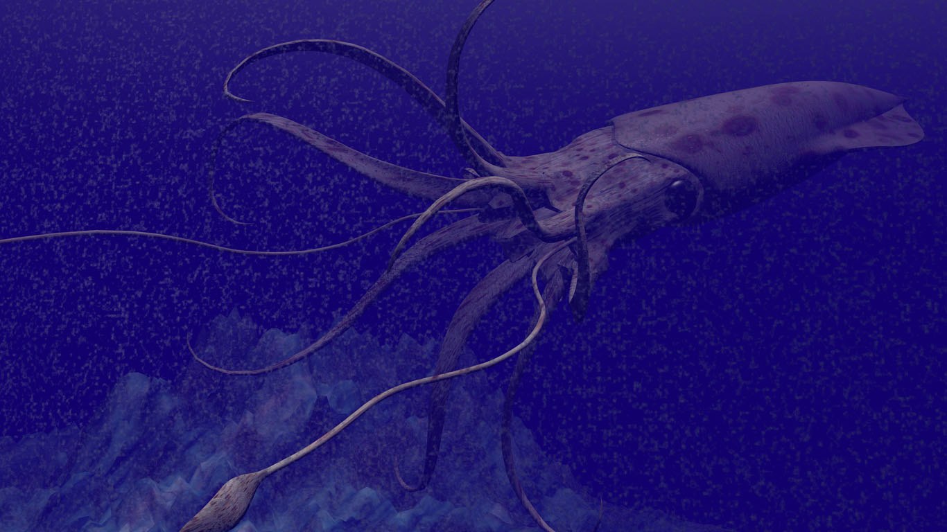 Глубоководный кальмар размеры