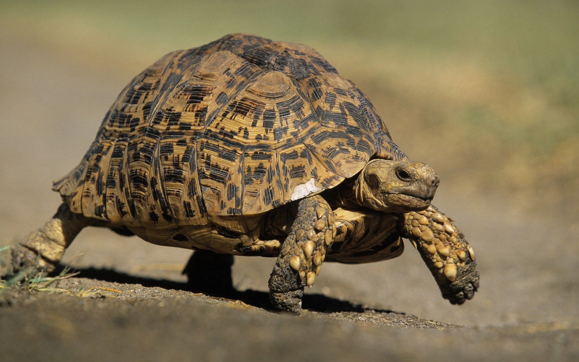 Вперед в черепахе. Пустынную черепахи Гофер. Идиоадаптация Среднеазиатская черепаха. Черепаха Среднеазиатская лапы. Сухопутная сухопутная черепаха.