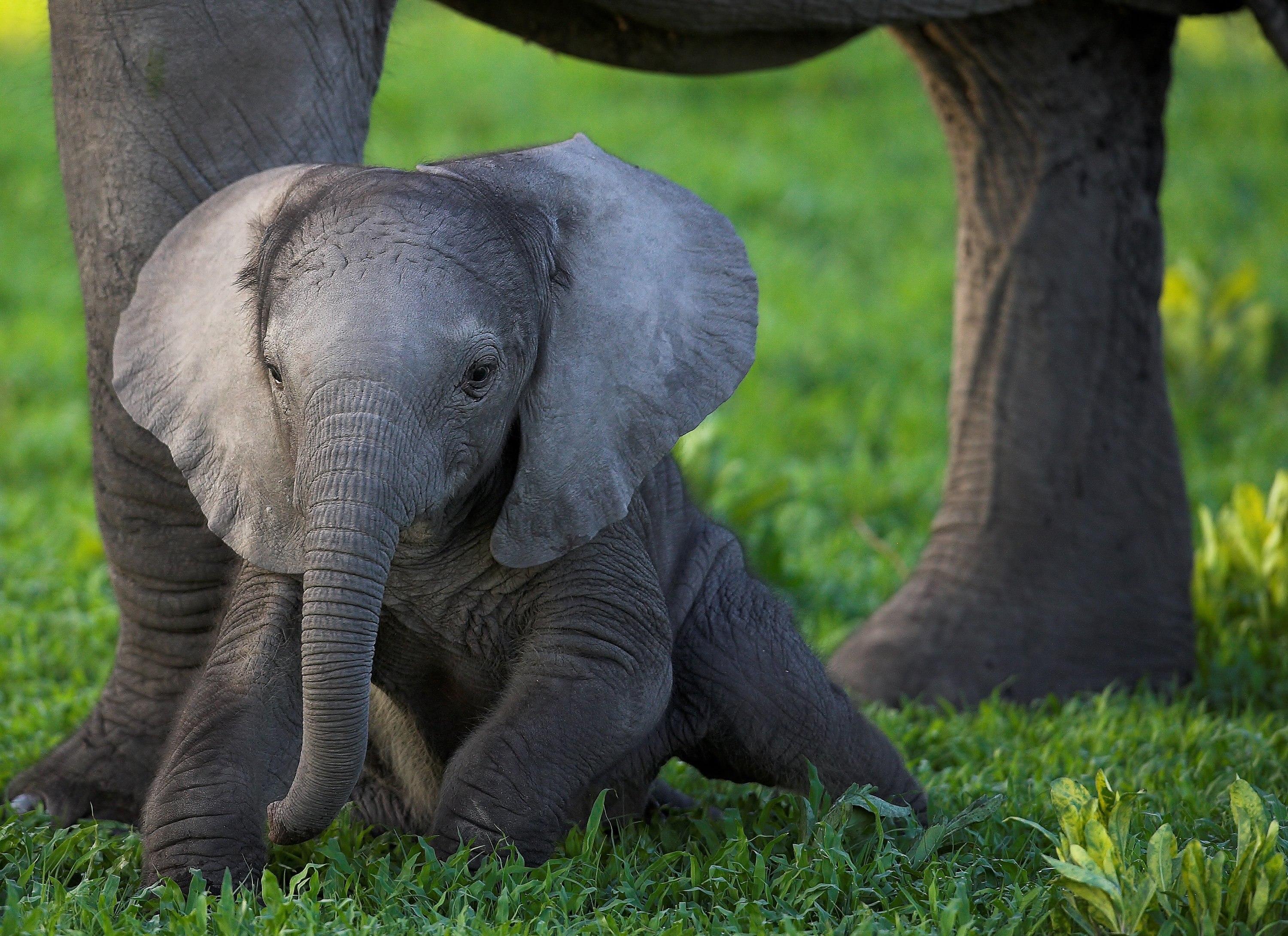 Elephants time. Слоненок. Красивый Слоник. Маленький Слоненок. Маленькие слоны.