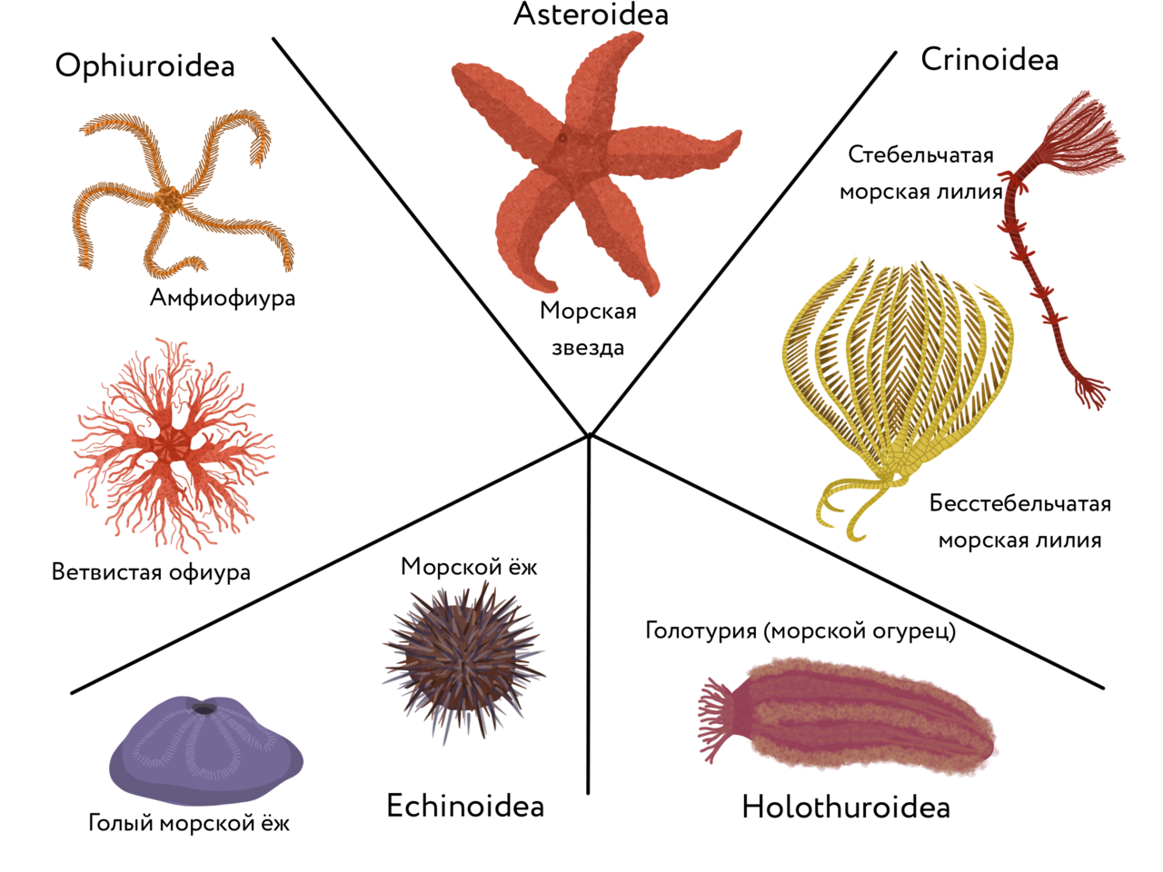Характеристика морской звезды. Морские иглокожие. Иглокожие морские Ежи представители. Иглокожие Echinodermata. Представители иглокожих морские лилии.