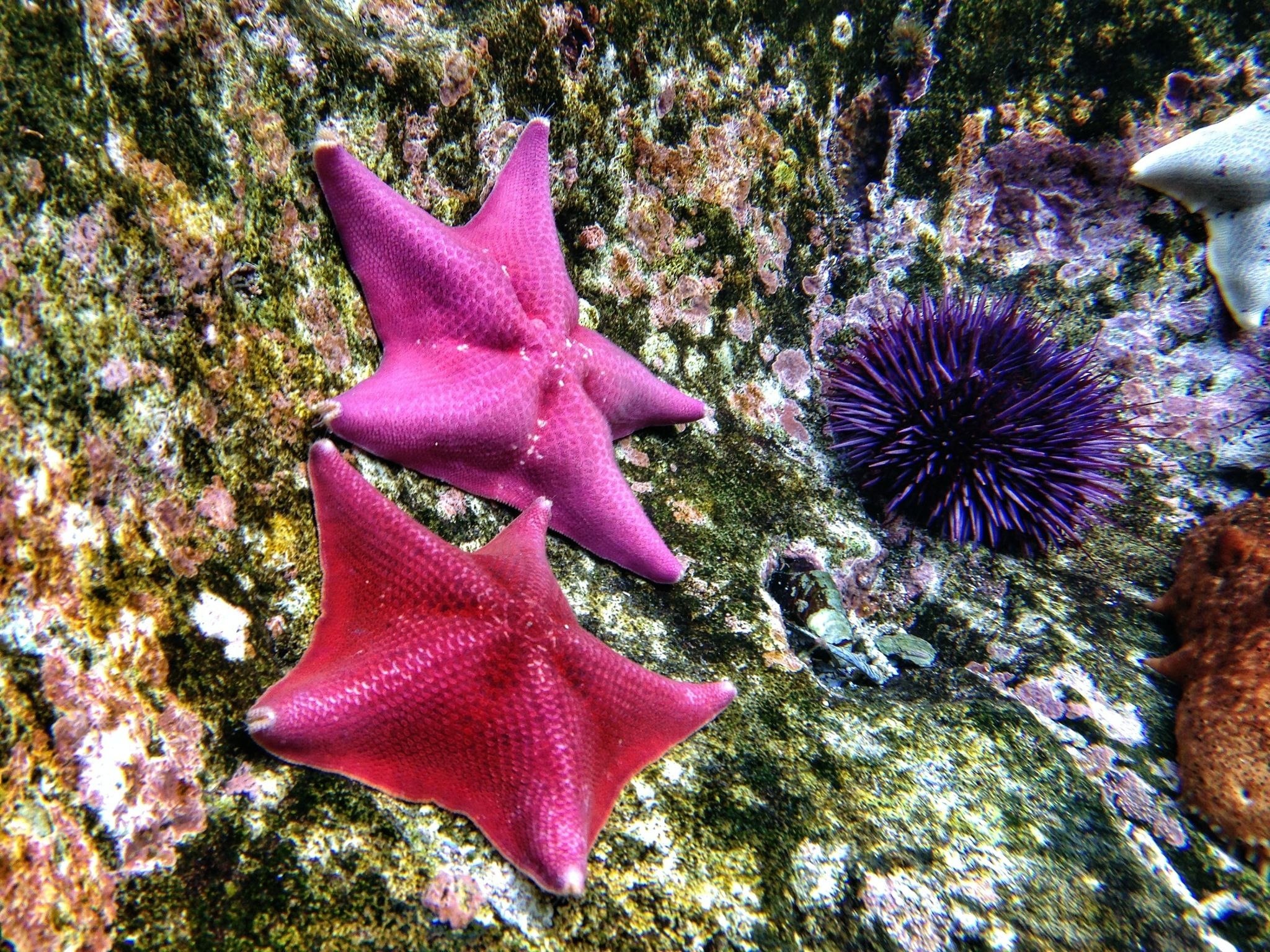 Фиолетовая морская звезда. Иглокожие морской еж. Иглокожие морские звезды. Иглокожие Эра. Иглокожие звезда.