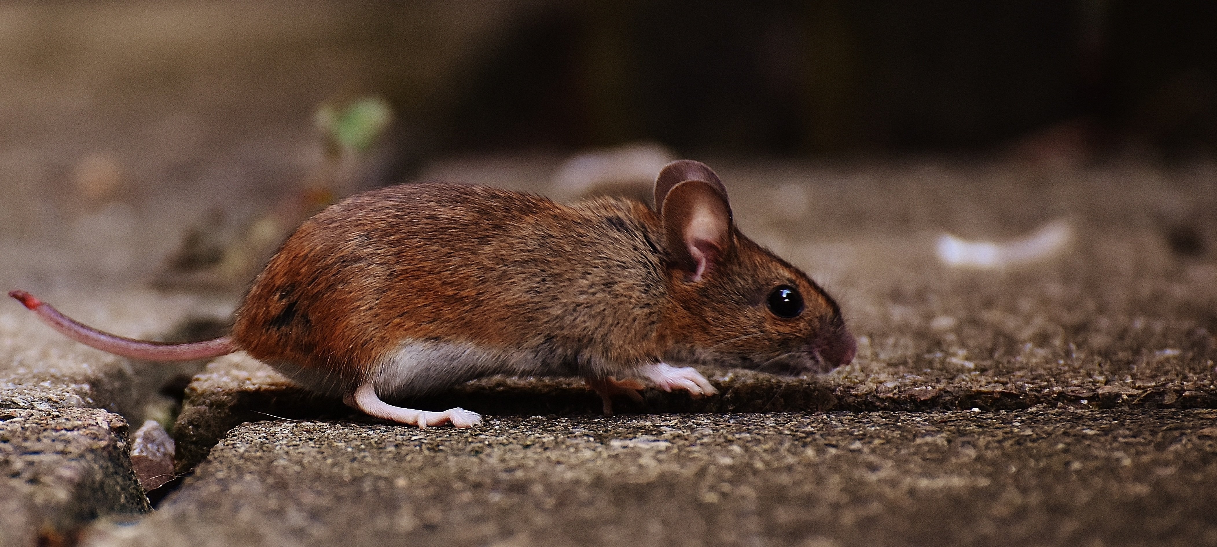 Коричневые мыши. Apodemus sylvaticus. Лесная мышь. Мышь животное. Мышь Живая.