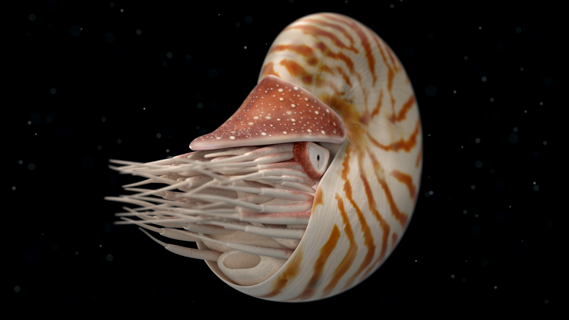 Первые головоногие моллюски. Наутилус головоногие. Nautilus Pompilius моллюск. Наутилус Помпилиус Ракушка. Наутилус Помпилиус головоногий моллюск.