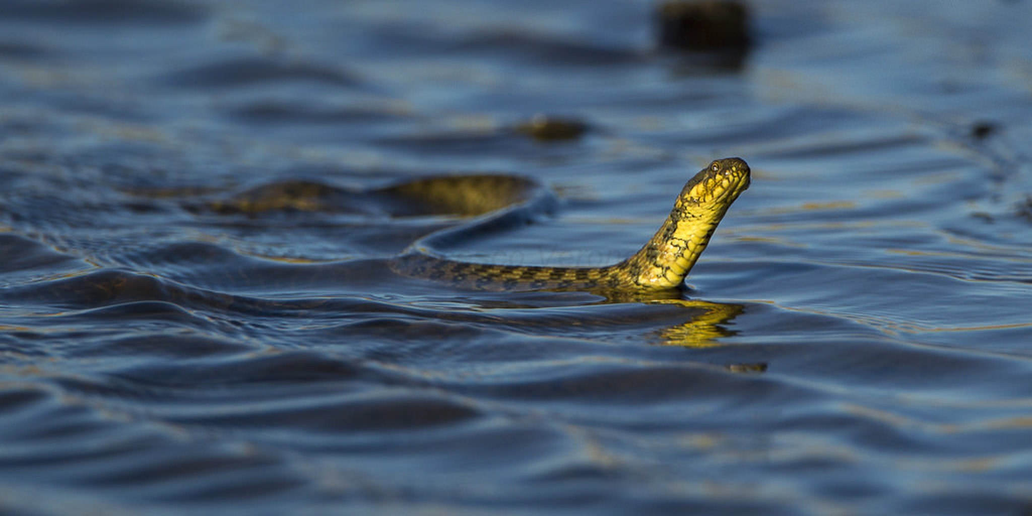 Водяная змейка. Желтобрюхая морская змея. Змея в воде. Змея плавает. Плавающие змеи.