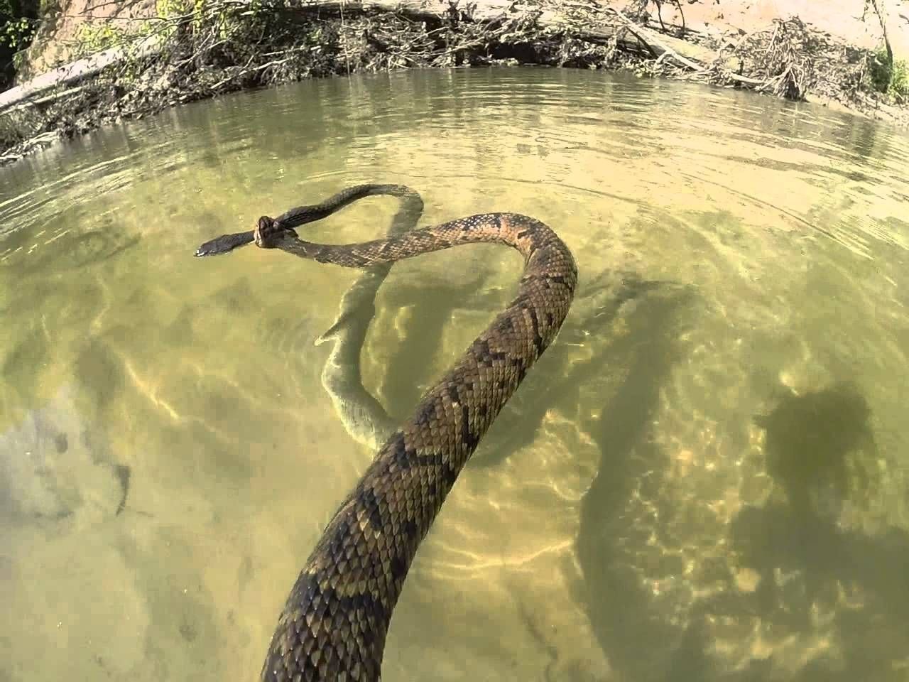 Приснилась большая вода. Речные змеи. Водяная змея. Огромная змея в пруду. Водоплавающие змеи.