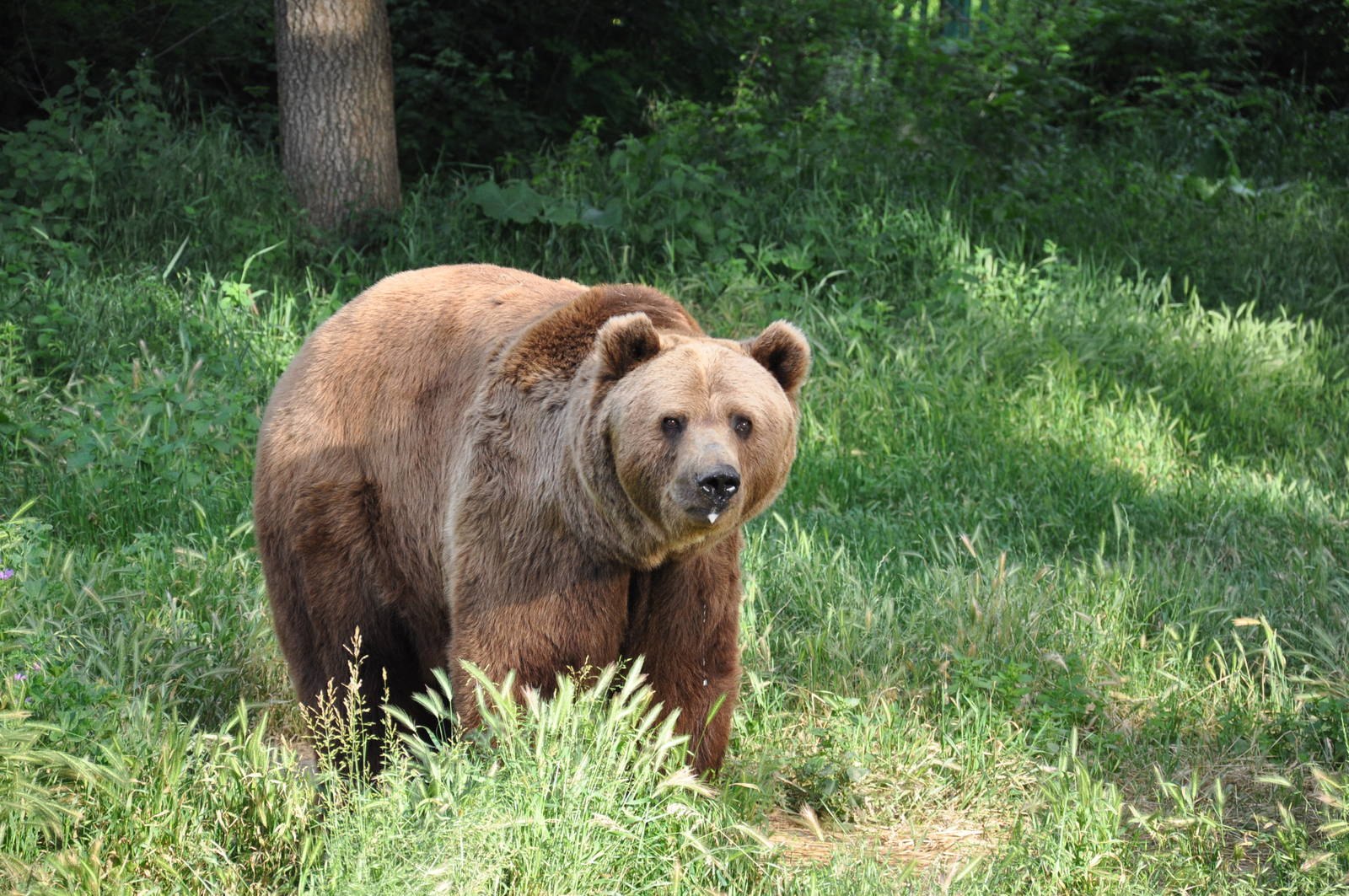 В африке живут медведи. Бурый медведь (Ursus arctos). Бурый медведь Таганай. Бурый медведь в Челябинской области. Таганай национальный парк бурый медведь.