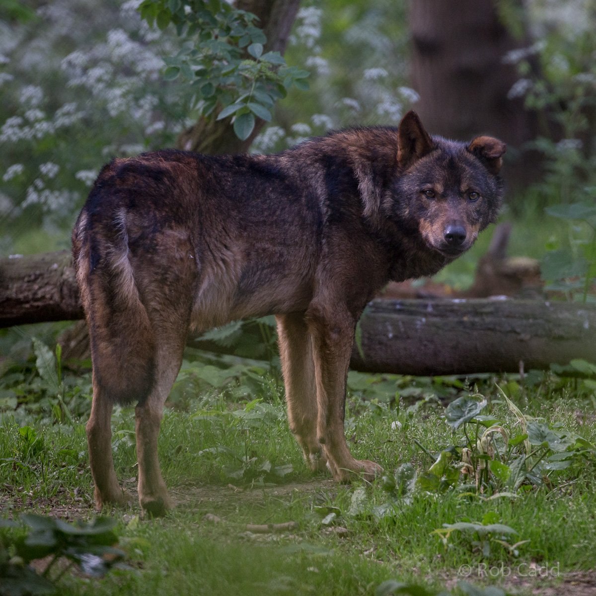 Средние хищные животные. Иберийский волк. Иберийские волки в Испании. Португлия иберийский волк. Зонарно-рыжий волк.