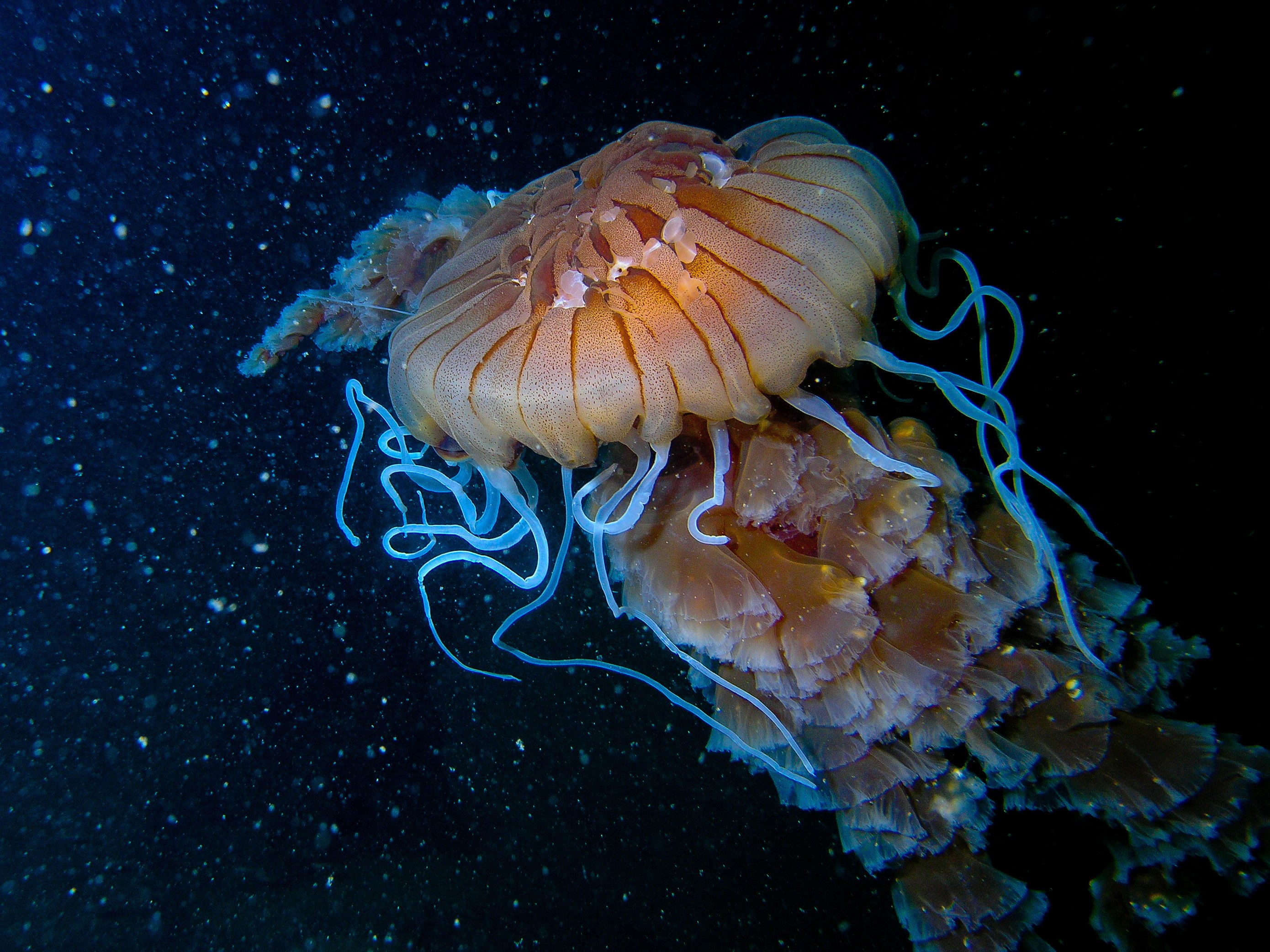 Какие черви кишечнополостные. Медуза цианея. Кишечнополостные медузы. Медуза Номура. Медуза крестовик в черном море.