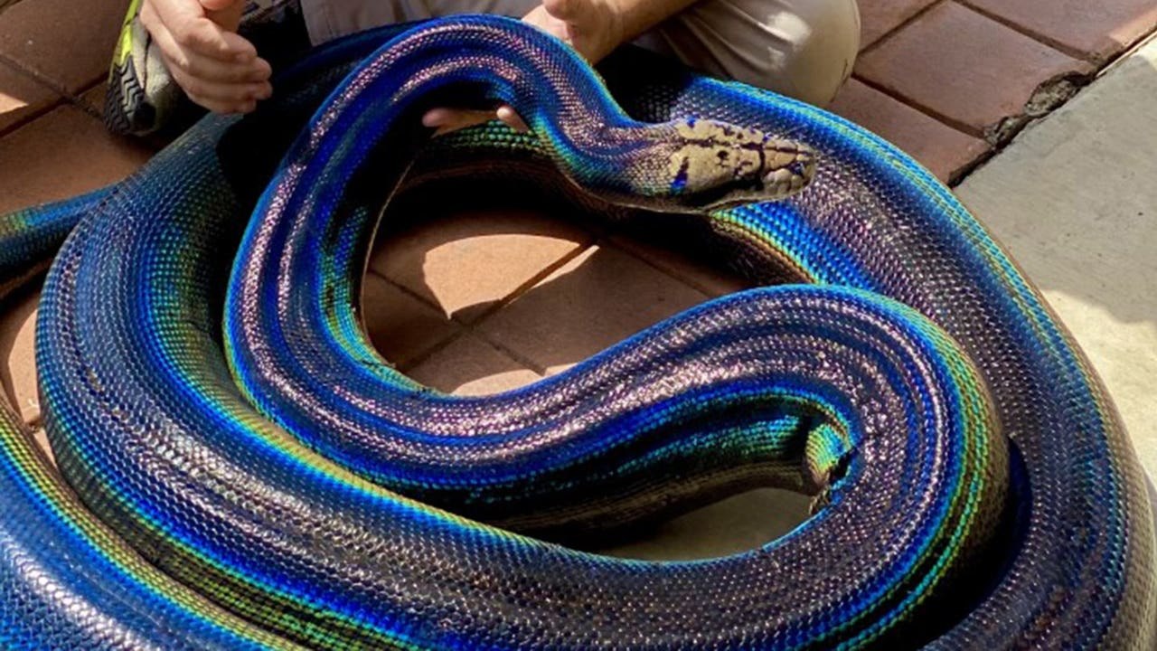 Какой цвет змеи 2025. Змея белогубый питон. Белогубый полоз. Лучистая змея Xenopeltis Unicolor. Южный белогубый питон.