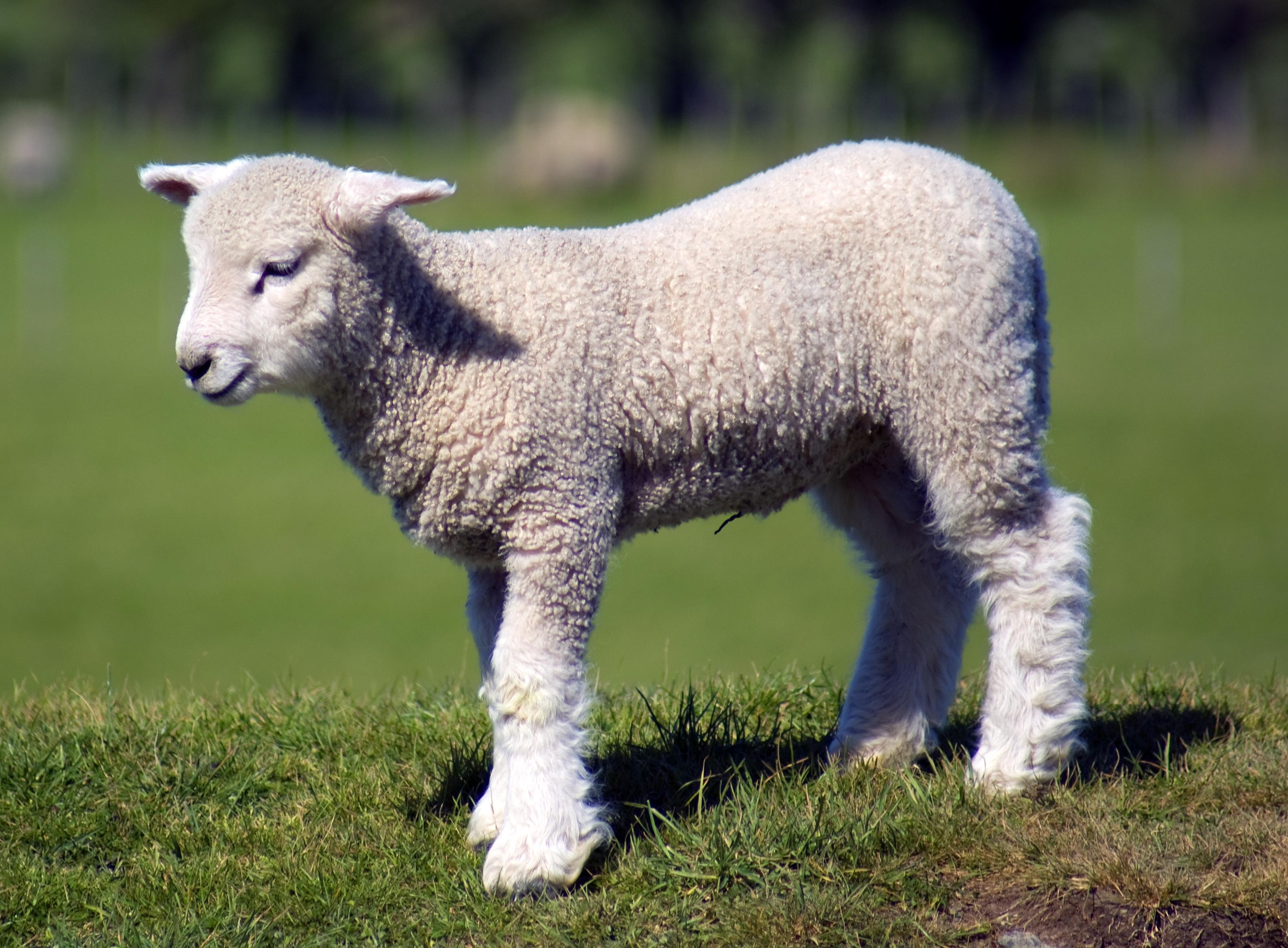 Lamb dynamic