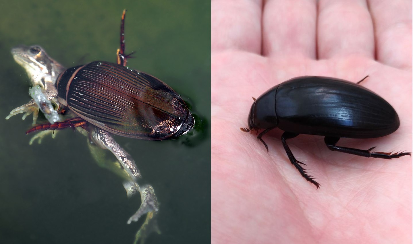 Водолюб большой черный. Жук водолюб. Жук черный водолюб. Жук-водолюб и Жук плавунец. Личинка жука водолюба.