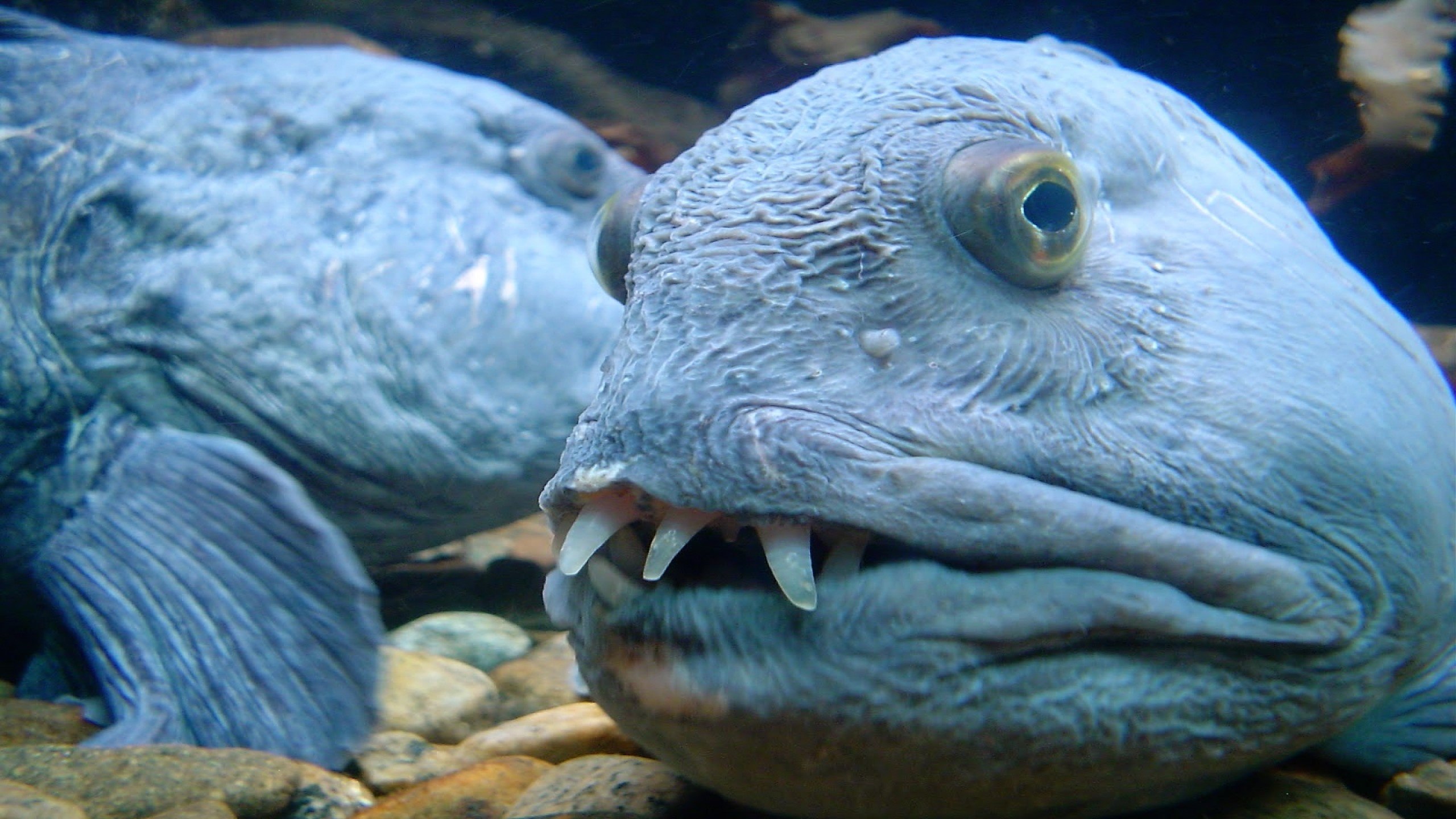 Зубатка описание рыбы. Рыба зубатка синяя. Райли зубатка. Дальневосточная зубатка (Anarhichas orientalis),. Морской волк рыба зубатка.