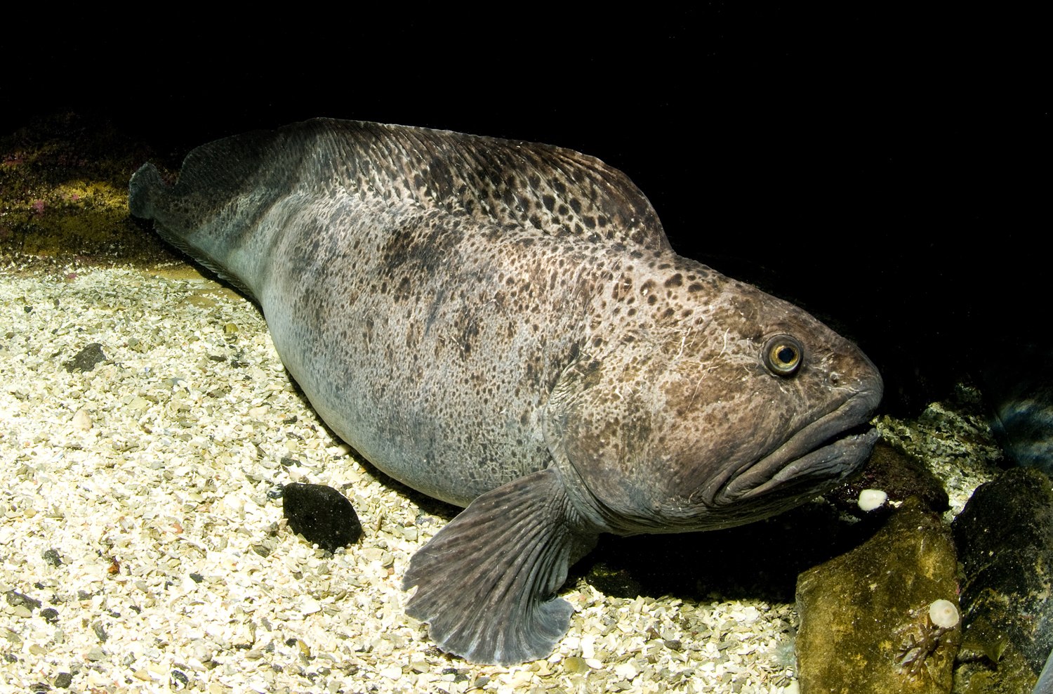 Зубатка в море. Дальневосточная зубатка (Anarhichas orientalis),. Рыба зубатка пестрая. Рыба зубатка пятнистая. Рыба зуба ка пятнистая.