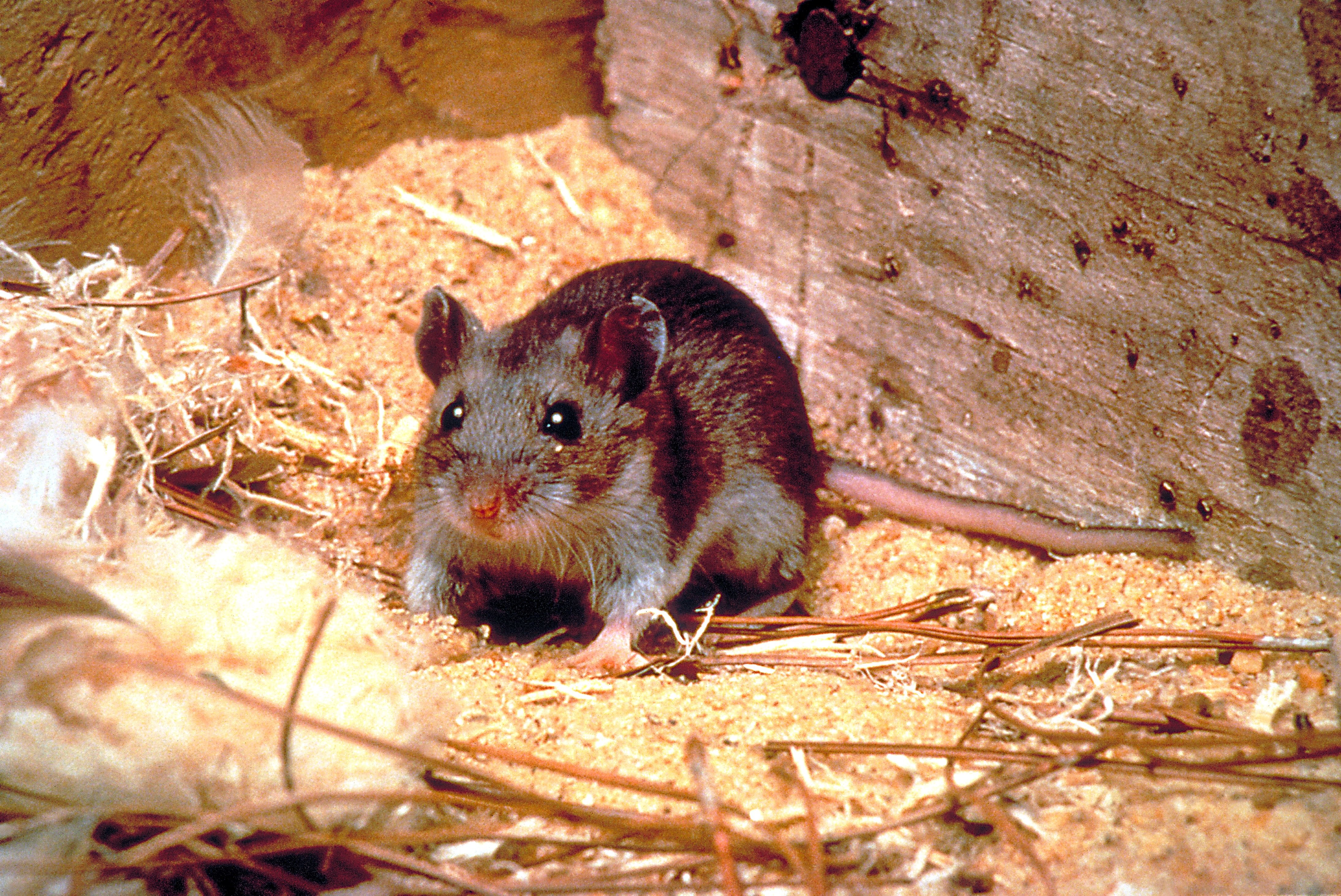 Сонник видеть мышей. Крысовидный хомяк. Peromyscus maniculatus. Оленья мышь Peromyscus maniculatus. Длиннохвостый хомячок.