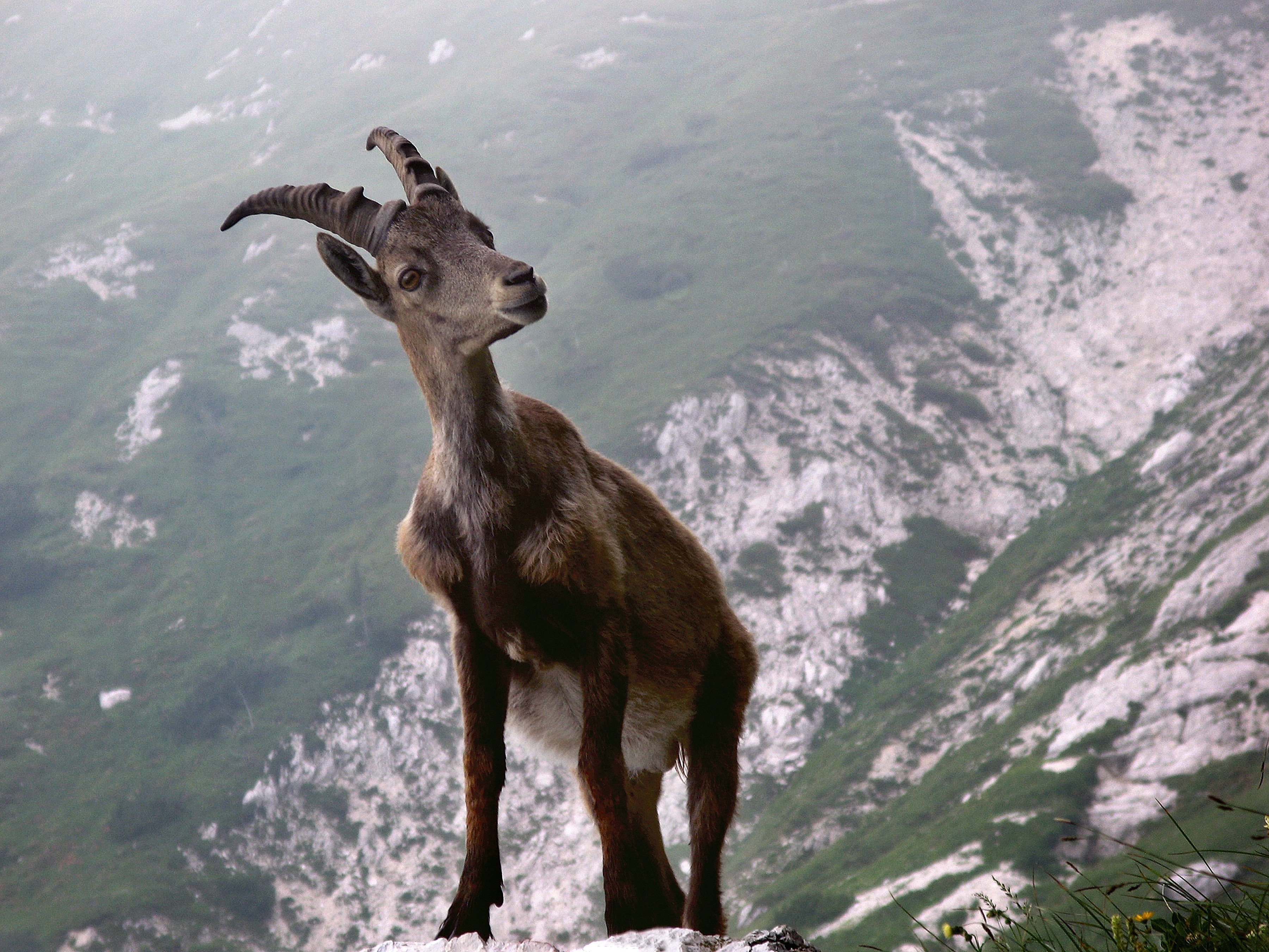 Жизнь животных в горах. Альпийские Ибексы. Тянь-Шанский горный козёл. Горный козел Серна. Альпийский горный козел Ибекс.