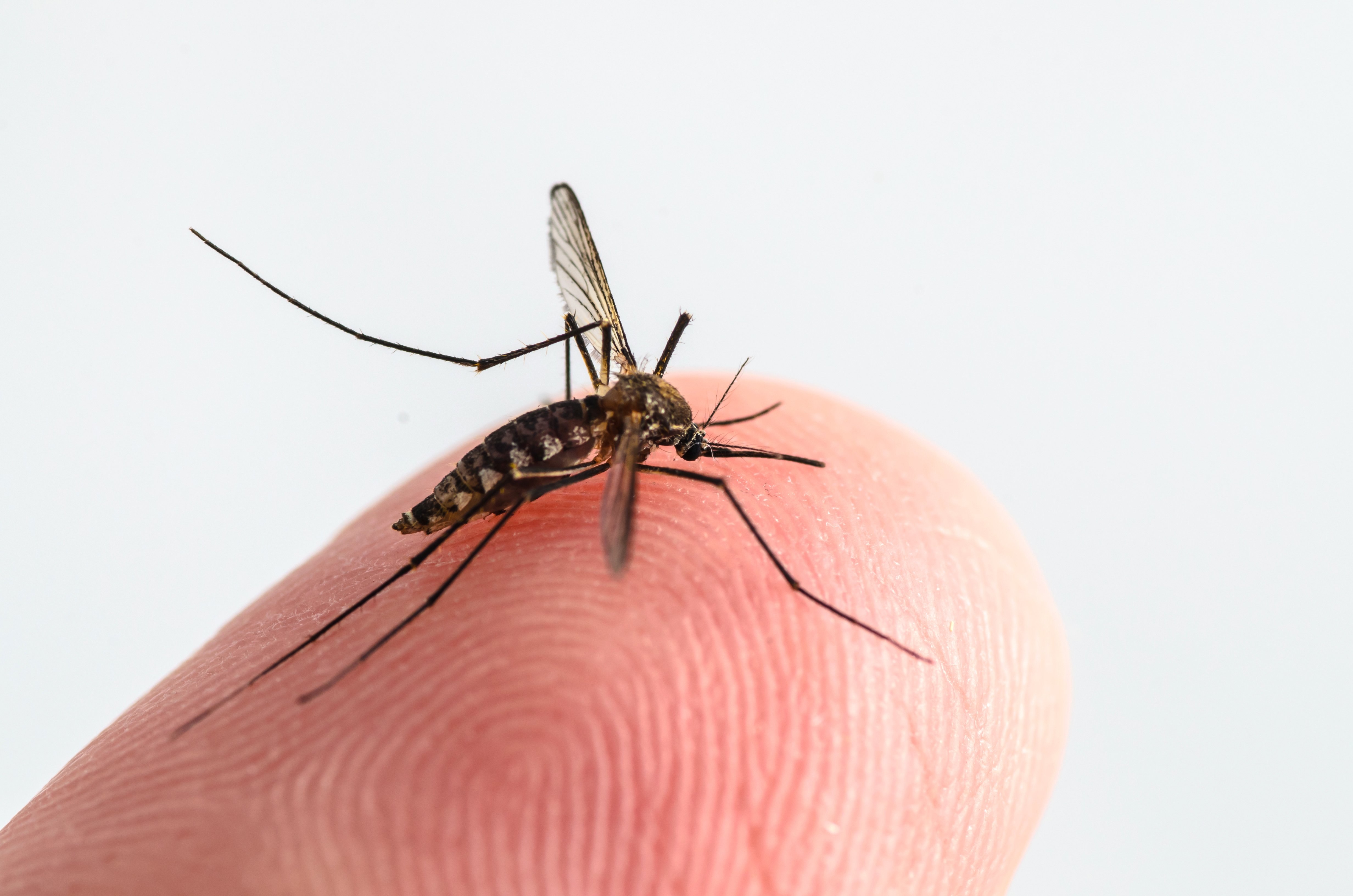 Комаров погуляет. Заболевания передающиеся комарами. Комар для детей. Маленький комарик.