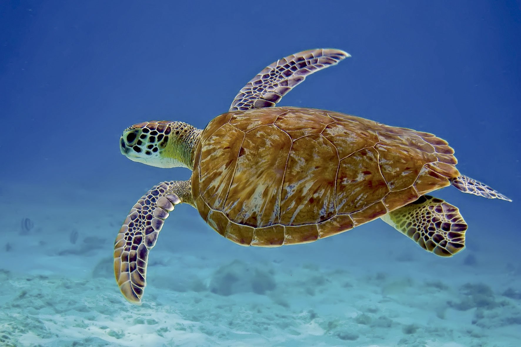 Скорость морской черепахи. Черепаха Каретта-Каретта. Морские черепахи Каретта Каретта. Черепаха Каретта (логгерхед). Морская черепаха логгерхед.