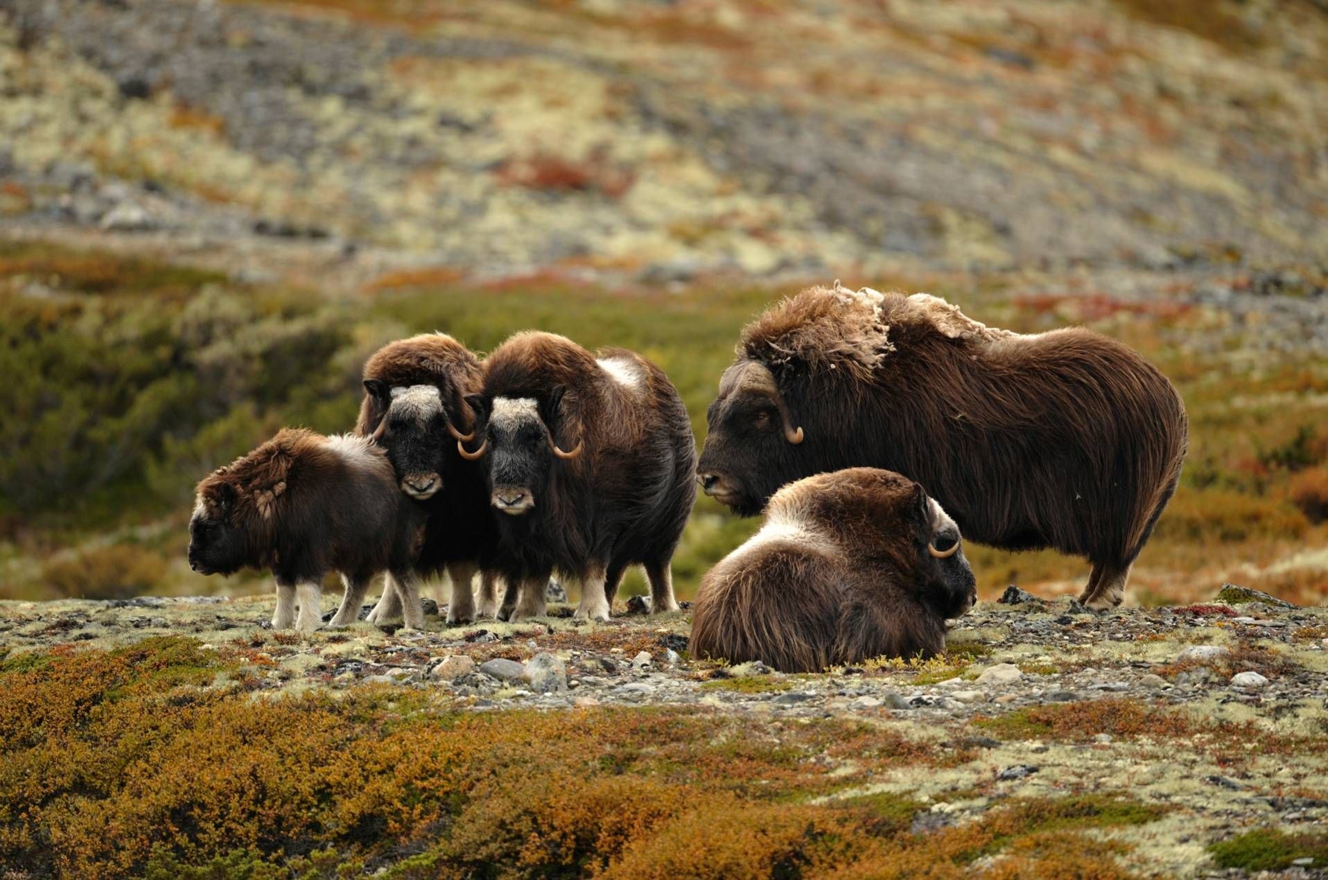 Овцебык обитает в северной америке. Мускусный овцебык. Овцебык эндемик. Овцебык в Северной Америке. Овцебык на Таймыре.