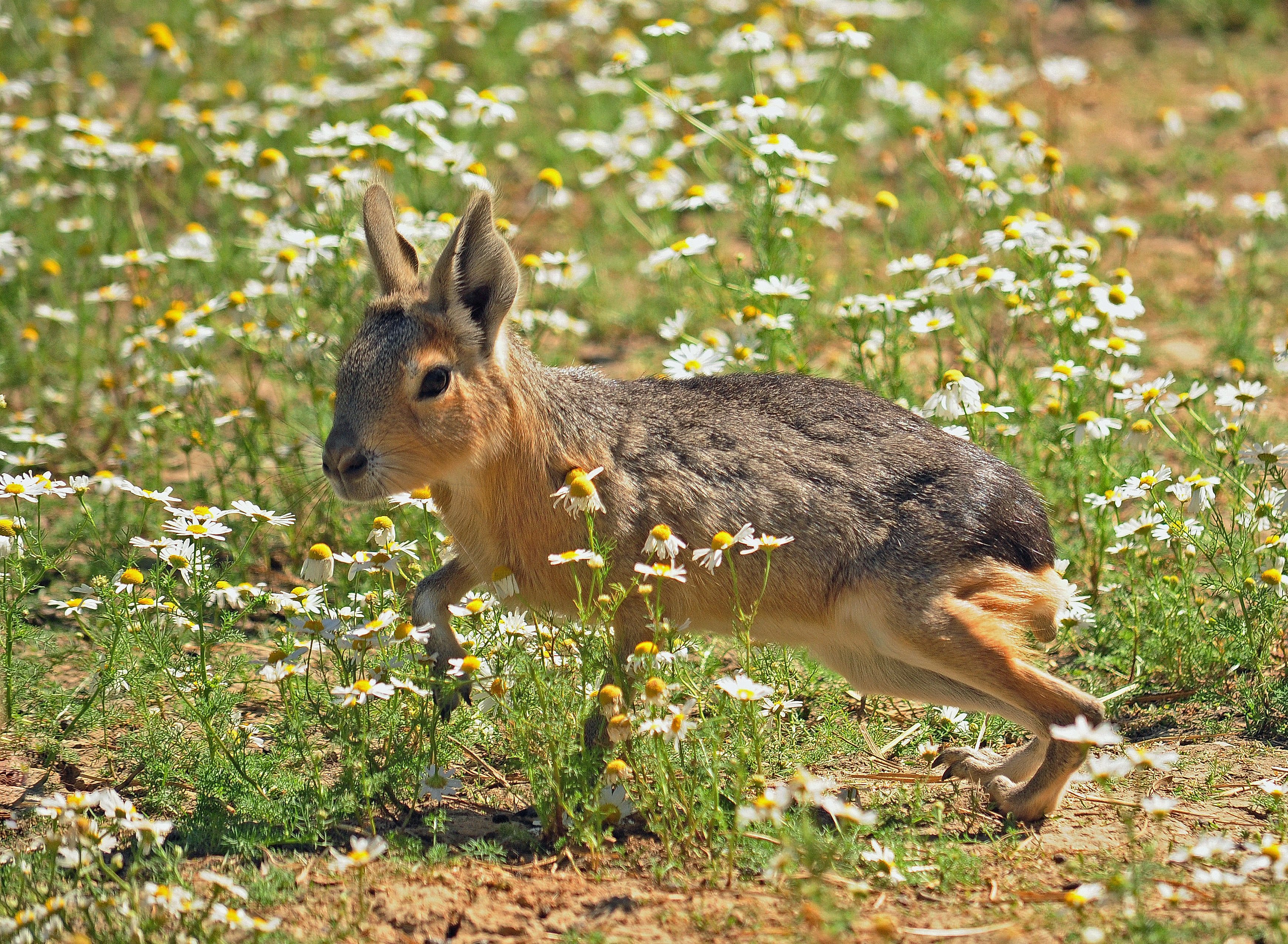 Патагонский заяц 4. Патагонский заяц. Патагонский заяц фото. Животное похожее на зайца и кенгуру.