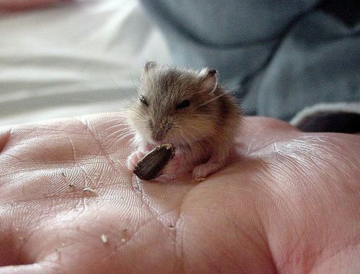 Мышь хомячков. Милые маленькие животные. Маленькие хомячки. Маленькая мышь. Маленький мышонок.