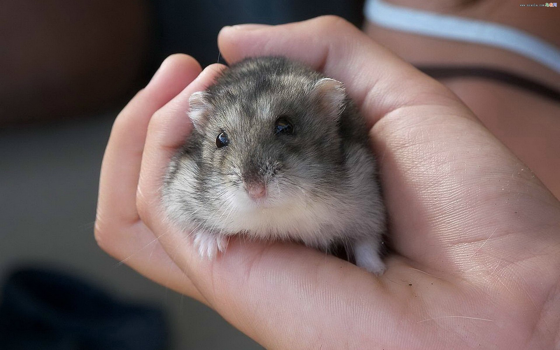 Мышь хомячков. Джунгарский хомячок. Маленький мышонок. Маленькая мышь. Маленькие мышки домашние.