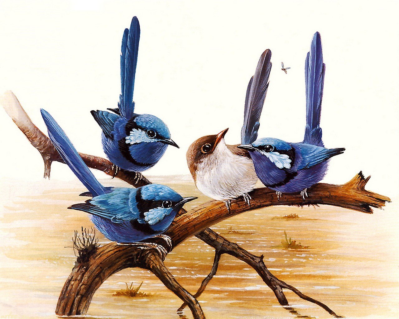 Сколько птиц сидит на дереве. Расписной малюр. Расписной малюр птица. Птицы художника Eric Shepherd.
