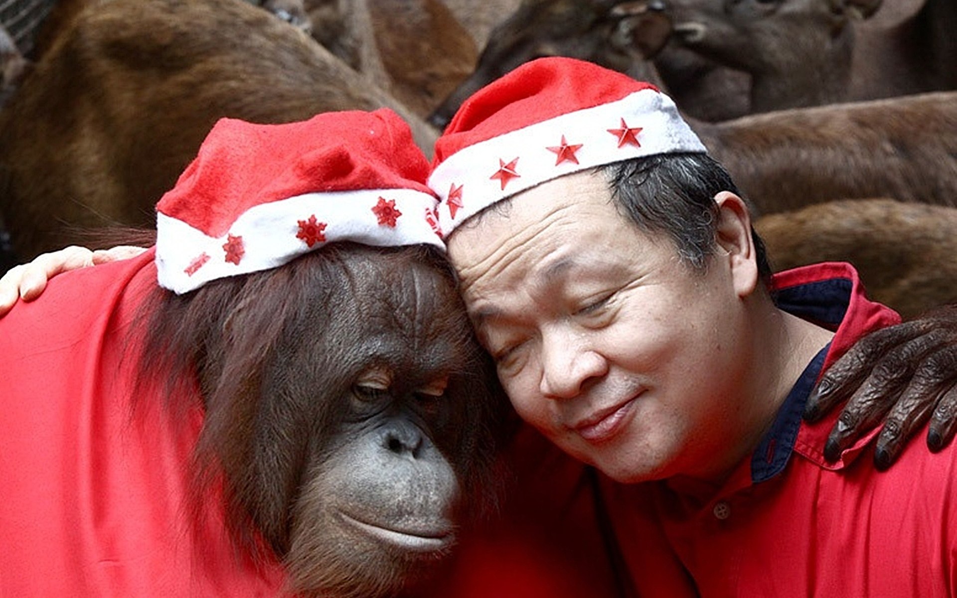 Год обезьяны животных. Мужик обезьяна. Смешные обезьяны. Обезьяна новый год. Фото обезьяны прикольные.