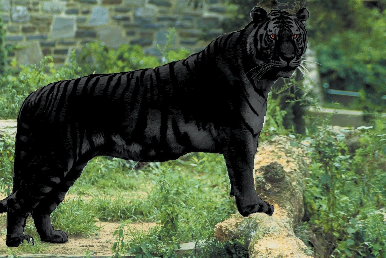 Ли тайгер. Черный тигр меланист. Меланизм тигр. Черный тигр 2022. Дарио черный тигр.