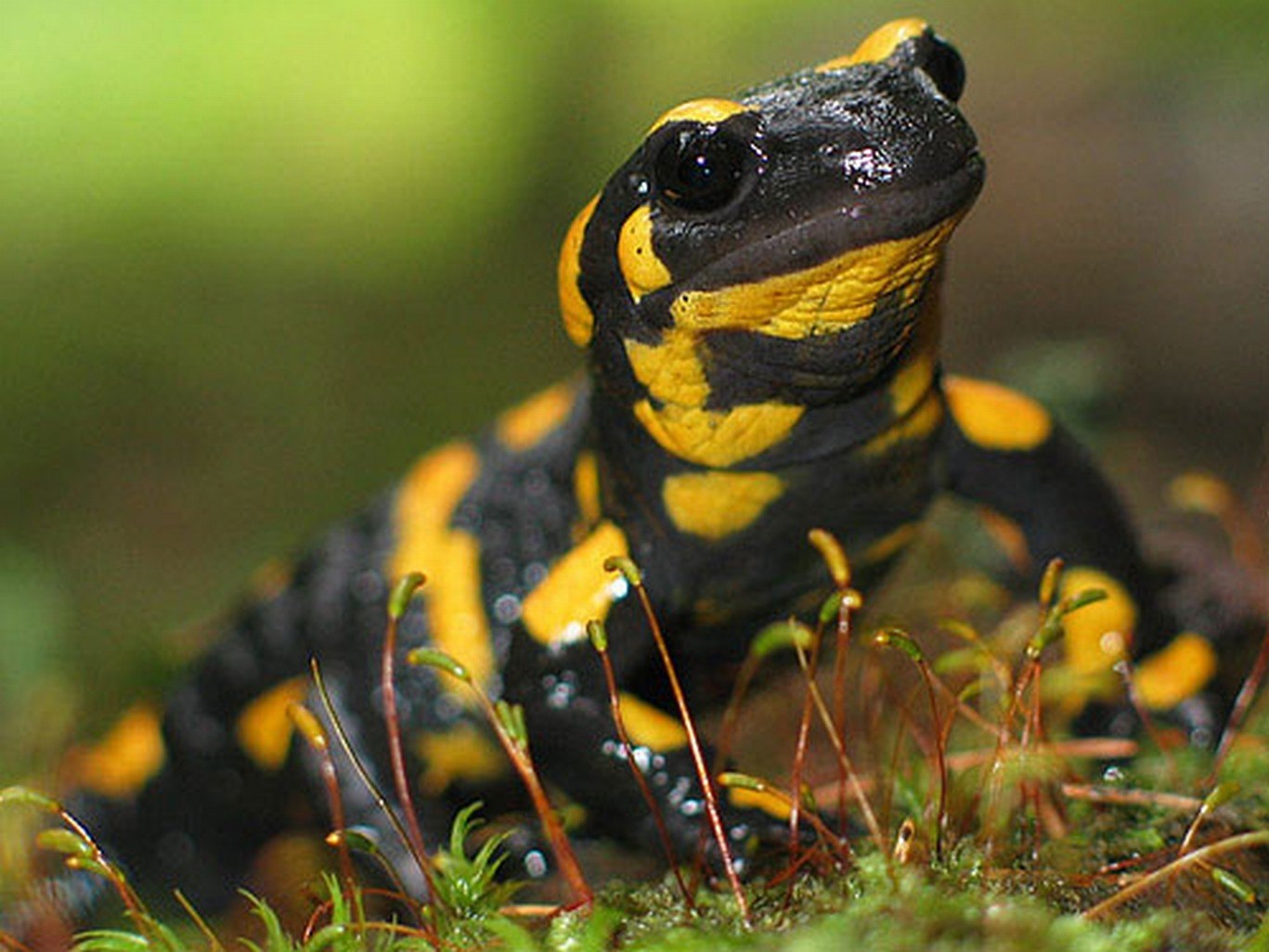 Черно желтая ящерица. Огненная саламандра. Огненная саламандра земноводное. Саламандра — Огненная ящерица. Пятнистая саламандра.