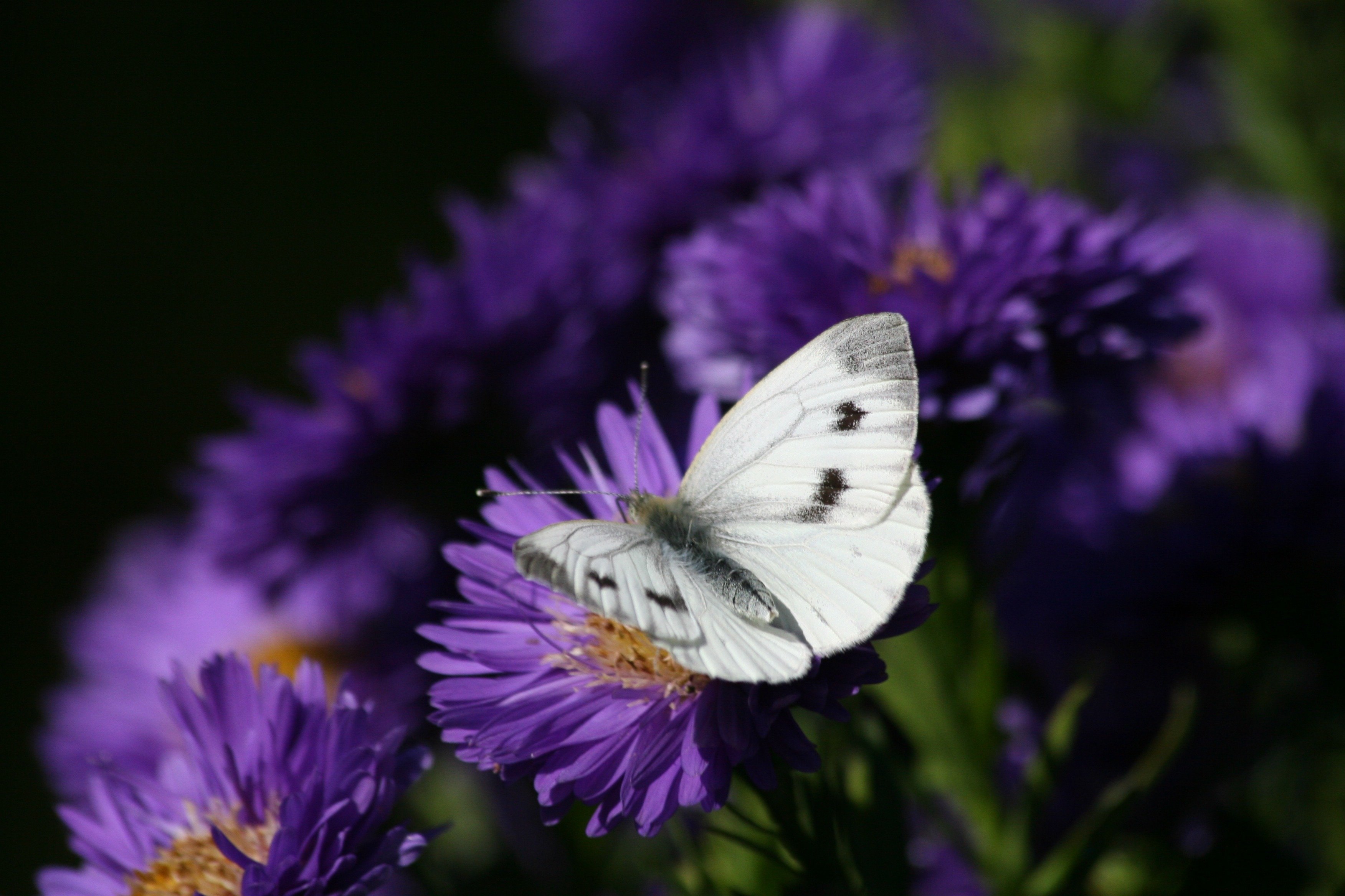 Бабочки фиолетового цвета. Бабочка фиолетовая. Сиреневые бабочки. Бело сиреневые цветы.