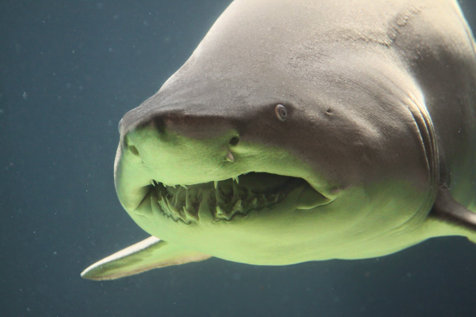 Песчаная акула мако