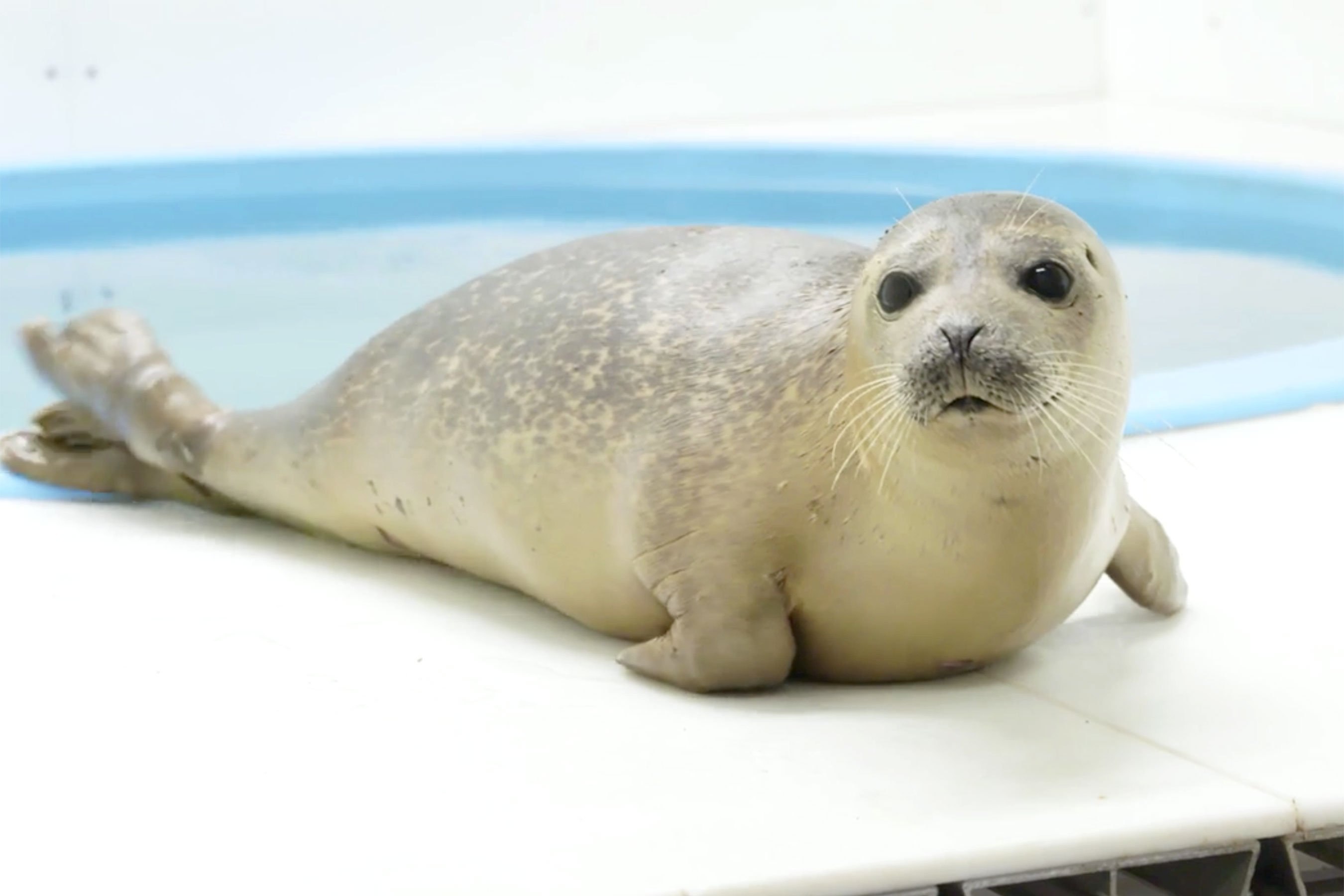 Seal's. Морской тюлень Нерпа. Морские котики и нерпы. Ластоногие Нерпа. Морской котик тюлень Нерпа сивуч.