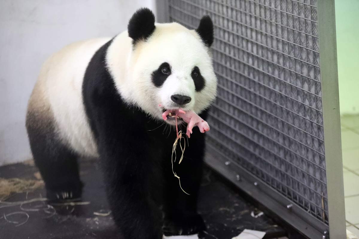 Панда живет в зоопарке. Панда исчезающий вид. Рождение панды. Самая большая Панда в Китае. Панда родила.
