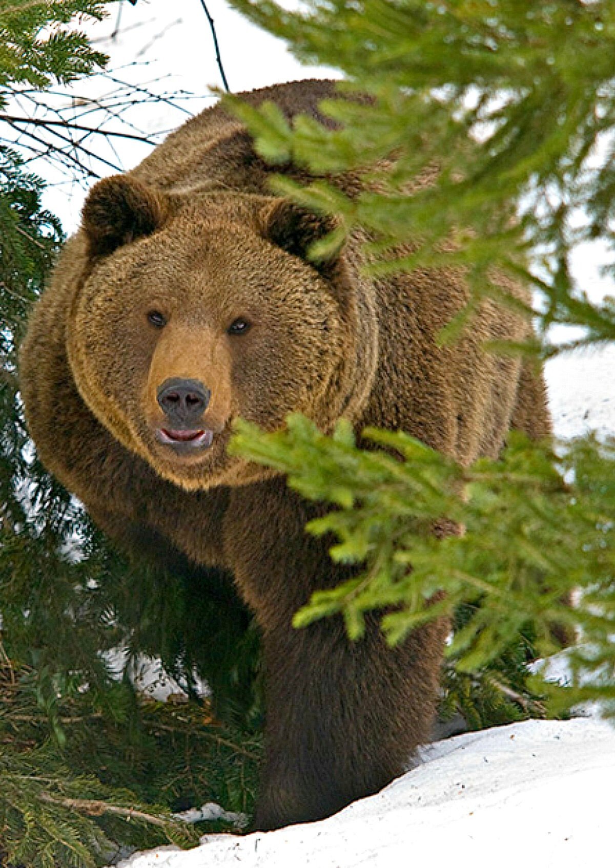 Большой медведь в лесу