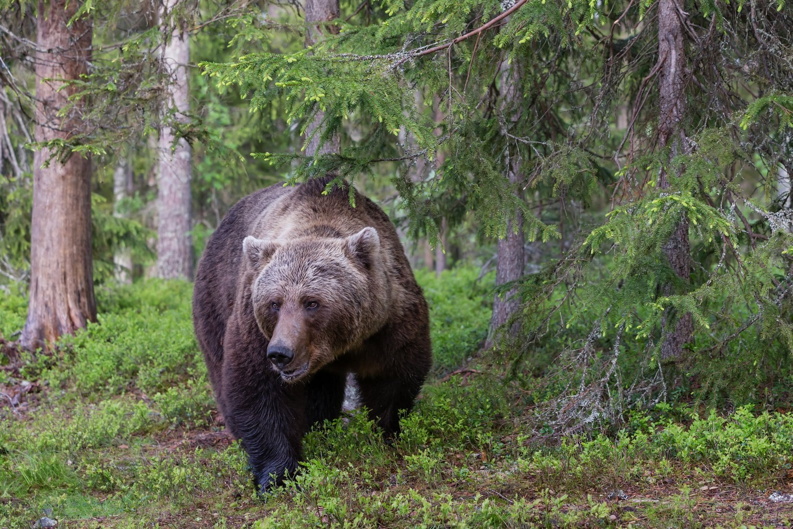 Животное тайги бурый медведь. Бурый медведь в Карелии. Бурый медведь Сихотэ Алинь. Бурый медведь в тайге. Животные тайги бурый медведь.