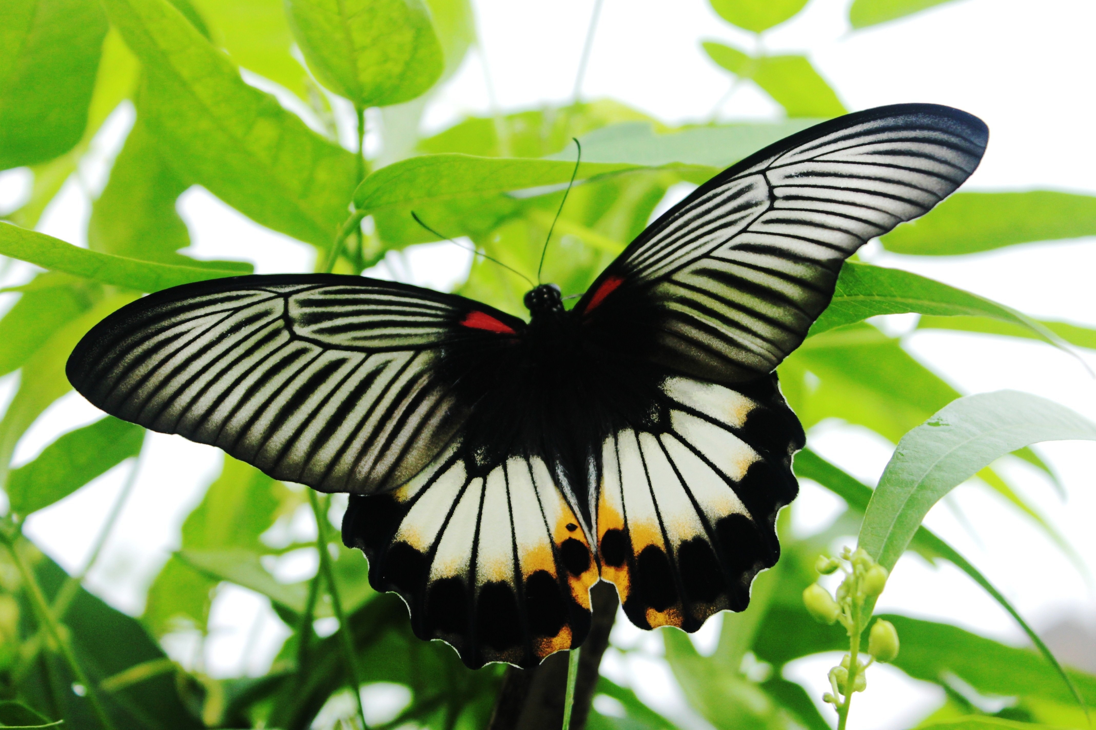 Черные бабочки 1. Парусник Монарх бабочка. Черный Махаон бабочка. Парусник Блюме бабочка. Бабочка парусник Зебра.