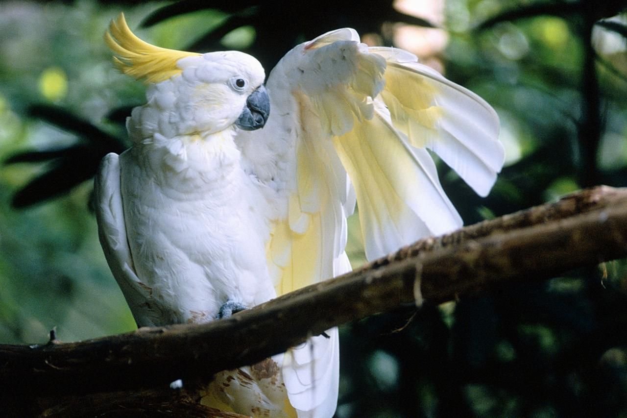 Большой какаду. Попугай Какаду. Большой желтохохлый Какаду. Белый желтохохлый Какаду. Попугай Какаду хохлатый.