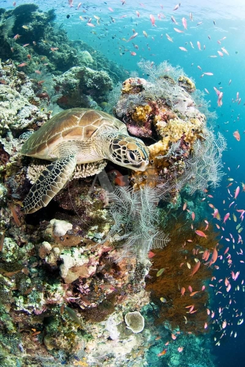 Морские обитатели морская черепаха. Бисса Каретта. Черепаха Каретта-Каретта. Черепахи красного моря. Морская черепаха бисса.