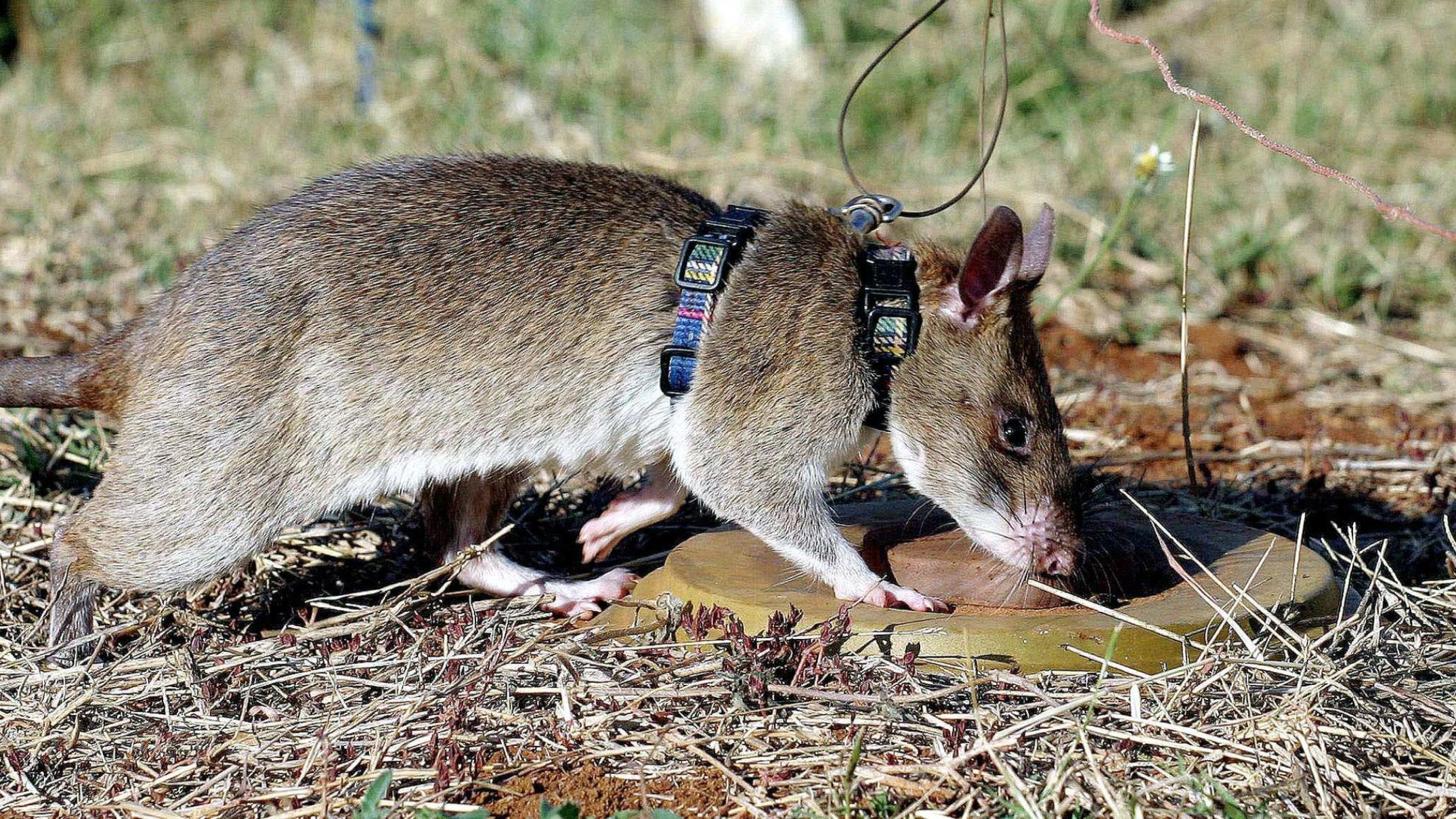 Cricetomys gambianus. Гигантская сумчатая крыса Африканская. Гигантская сумчатая крыса Занзибар. Гамбийская хомяковая крыса. Шерстистая крыса Босави.