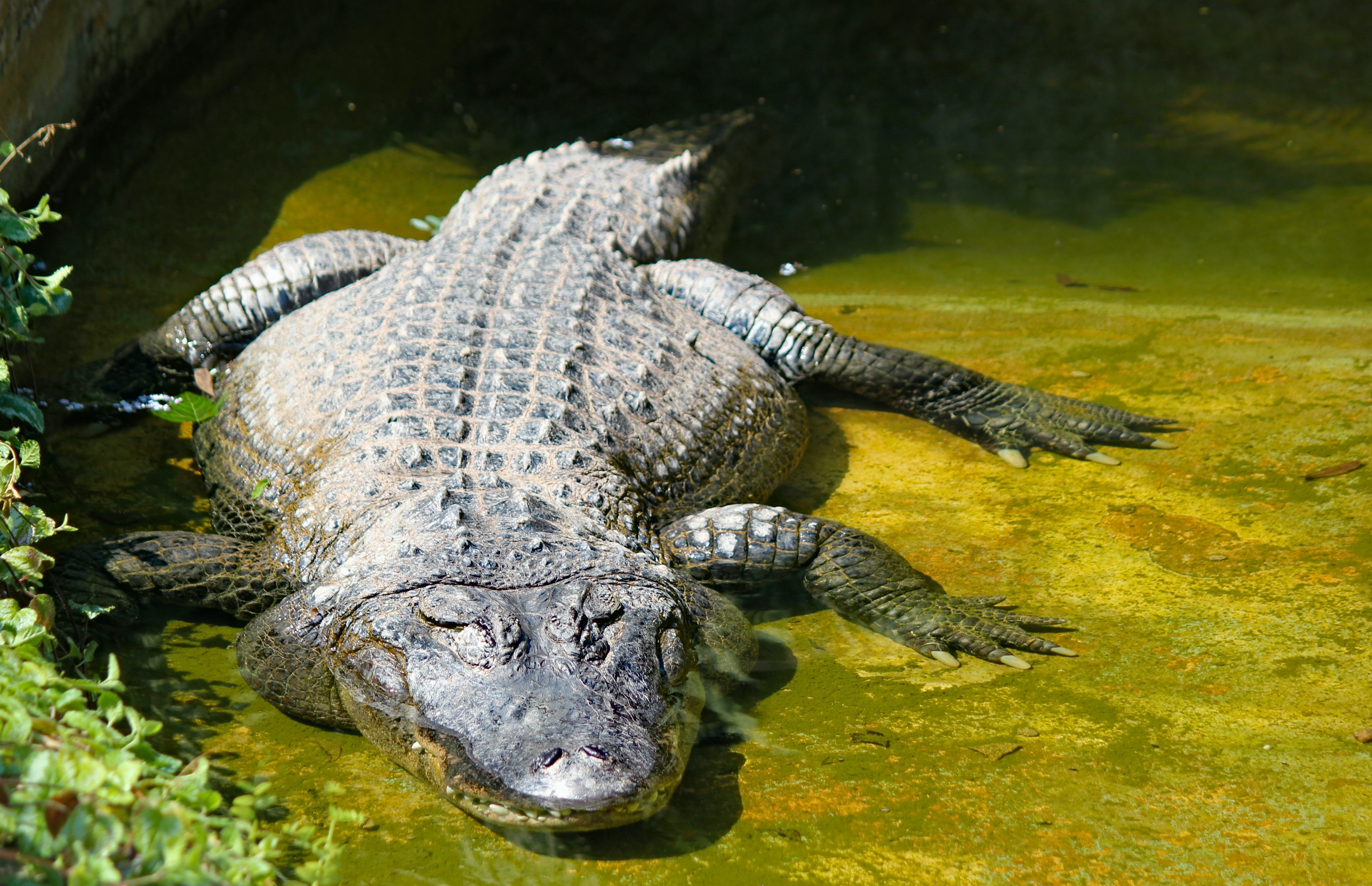 Крокодил это пресмыкающееся животное. Миссисипский Аллигатор. Пресмыкающиеся Аллигатор. Пресмыкающиеся змеи ящерицы крокодилы. Детеныш миссисипского аллигатора.