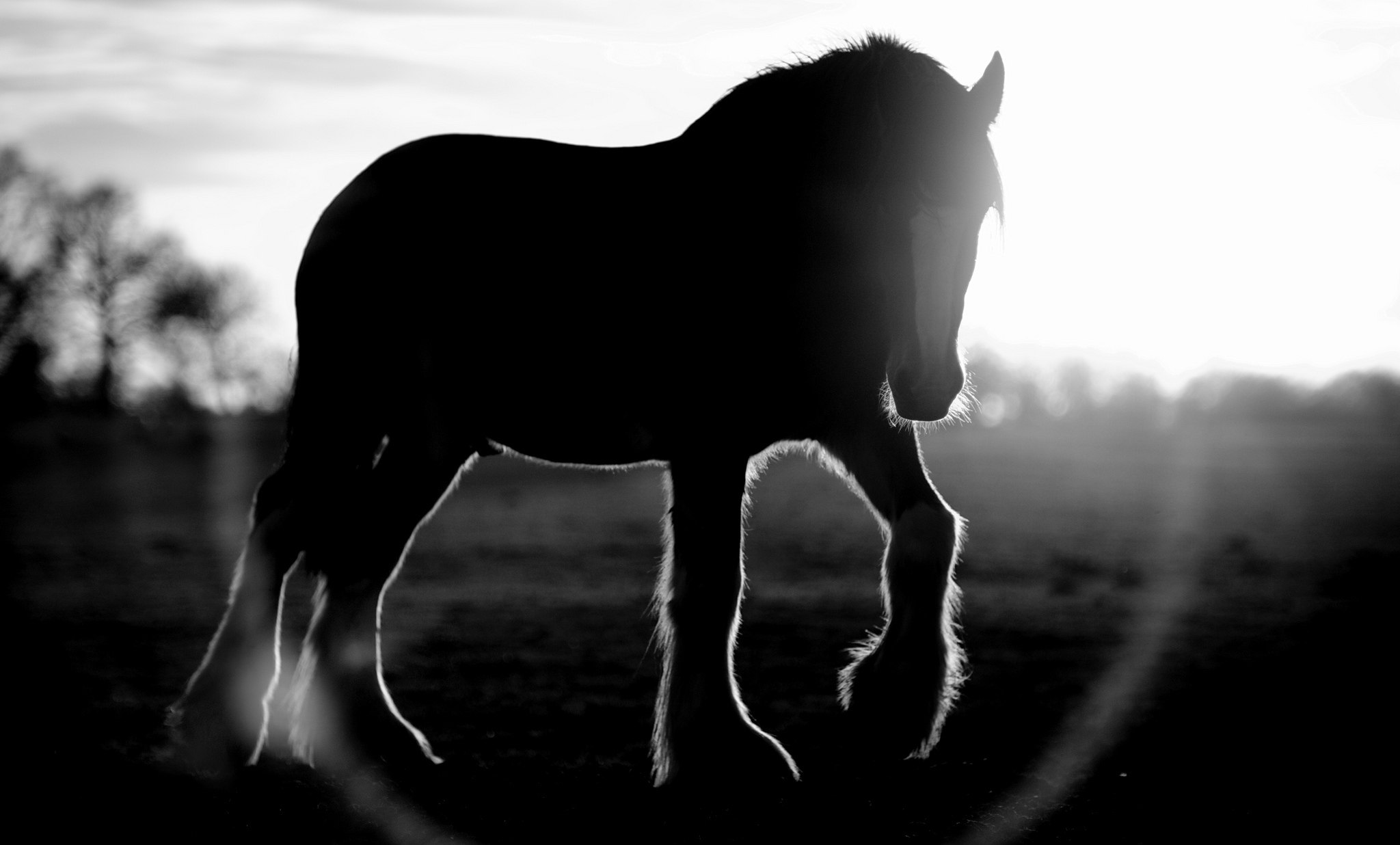 Лошадь на черном фоне. Лошадь черно белая. Лошадь черный. Лошадь на темном фоне. Обои на рабочий стол лошади.