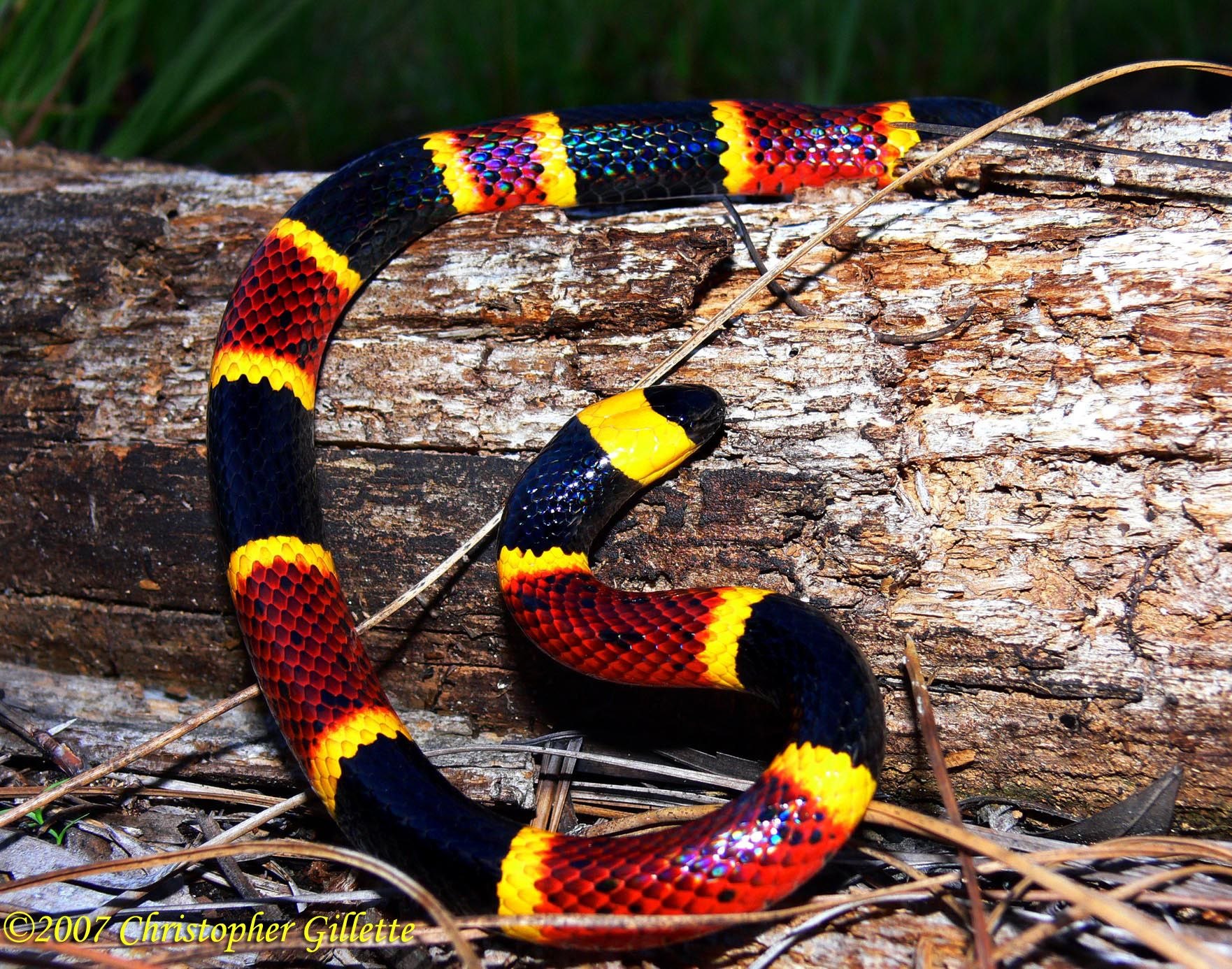 Самые красивые змей в мире. Арлекиновый Аспид. Арлекиновый коралловый Аспид. Арлекиновый коралловый АС. Аспид змея.