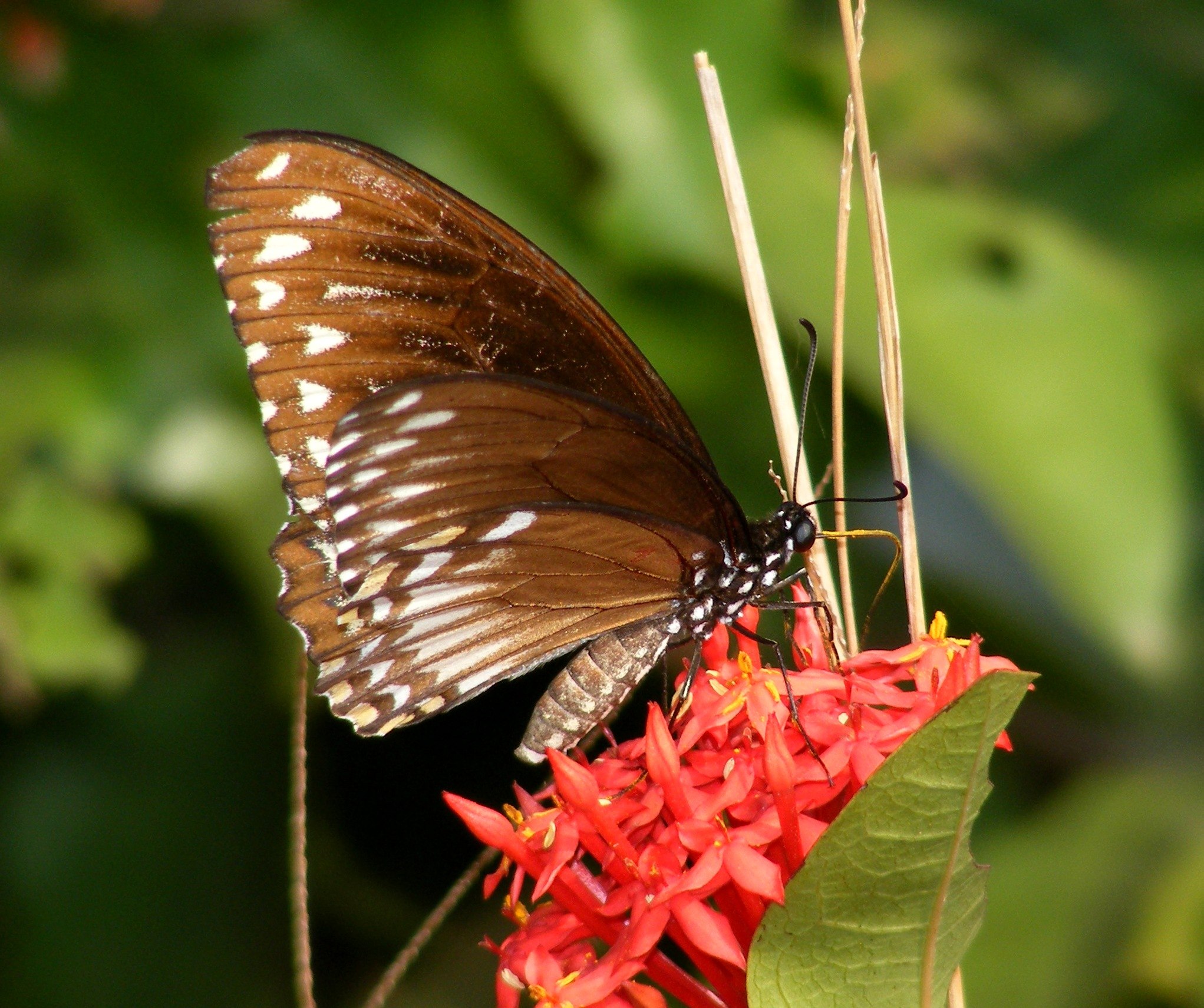 День изучения бабочки. Клития бабочка. Бабочка хелиониус Клития?. Изучение бабочек. Исследовательская работа бабочки.