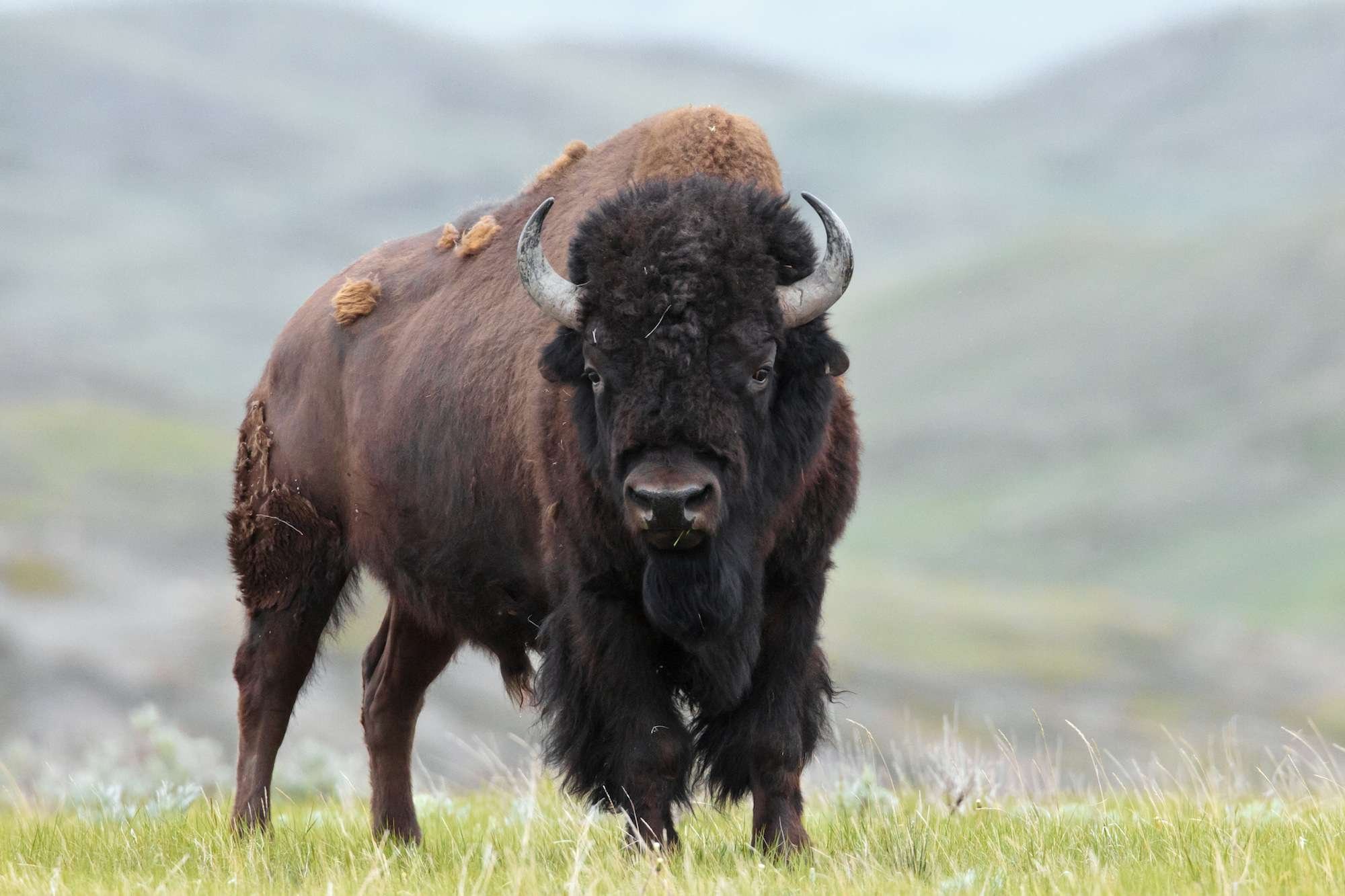 Покажи бизона. Бизоны в Северной Америке. Бизон (Bison Bison). Лесной Бизон (в Канаде) (Bison Bison athabascae). Степной Бизон.
