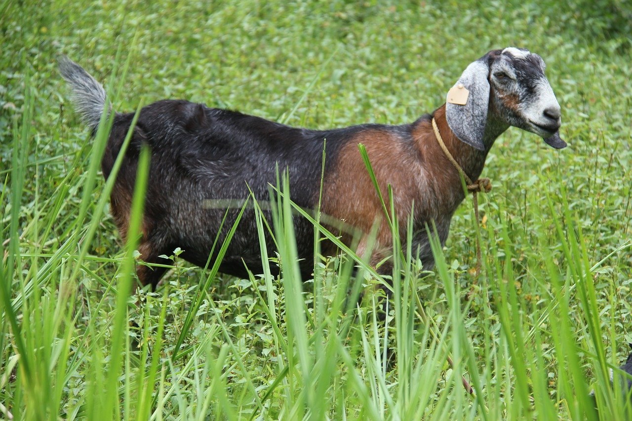 Характеристика нубийских коз